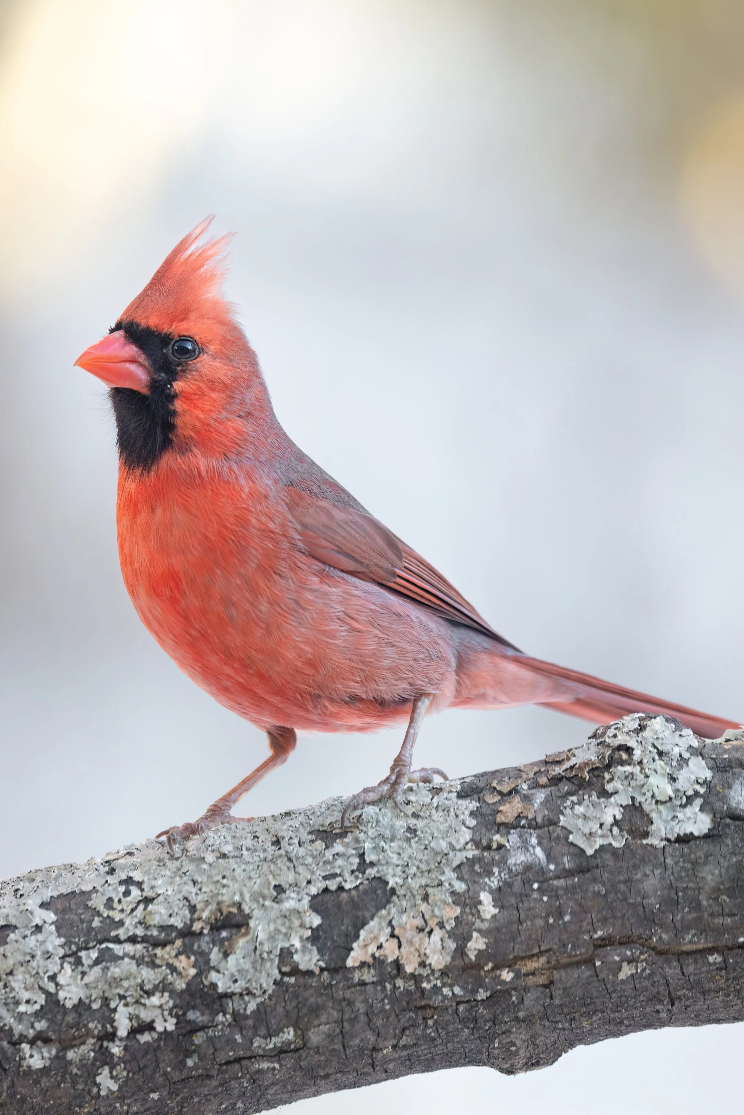 Cardinal At Golden Hour. Washington, D.C. (Feb. 2026)