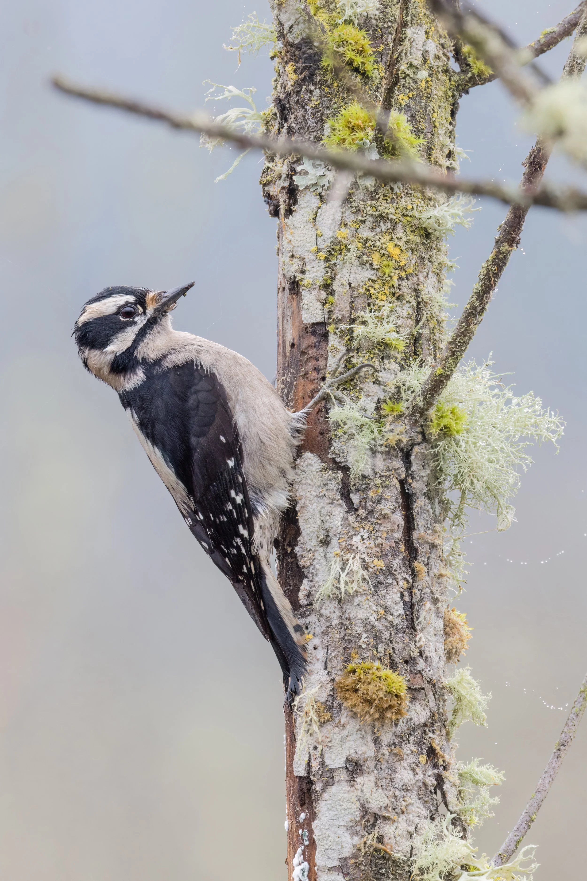 Downy Woodpecker. Seattle, Wash. (Dec. 2025)