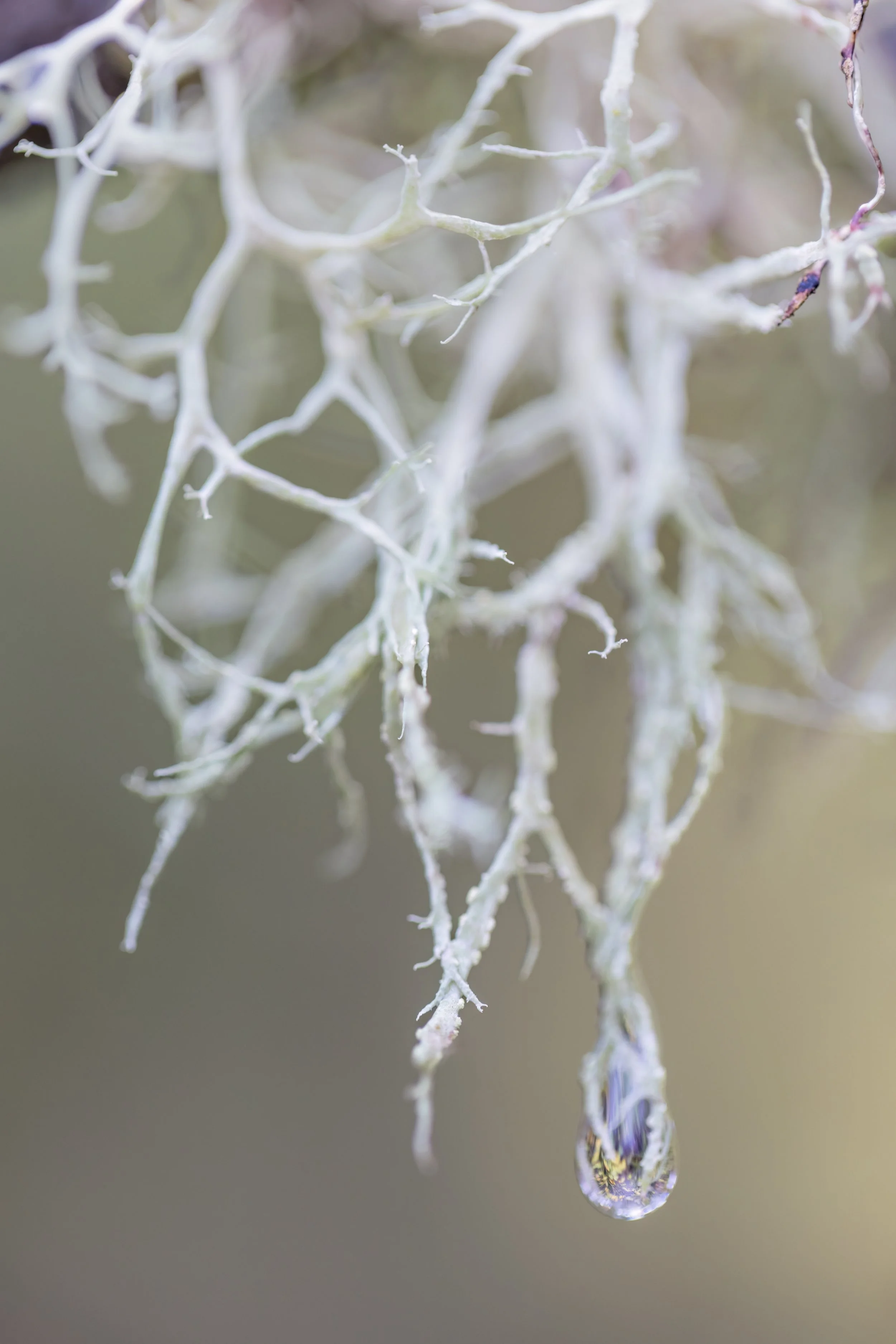 Touch Of Rain. Seattle, Wash. (Dec. 2025)