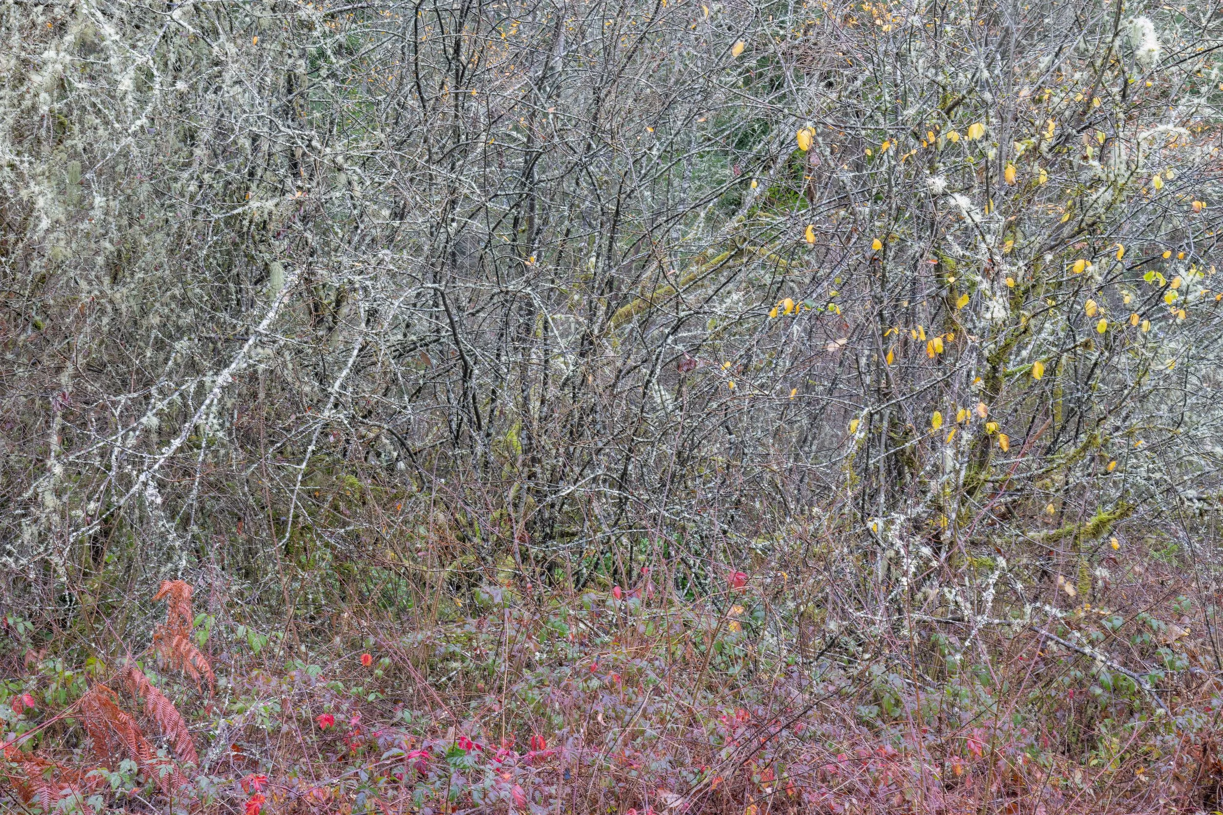 Tangled Threads. Tacoma, Wash. (Dec. 2025)