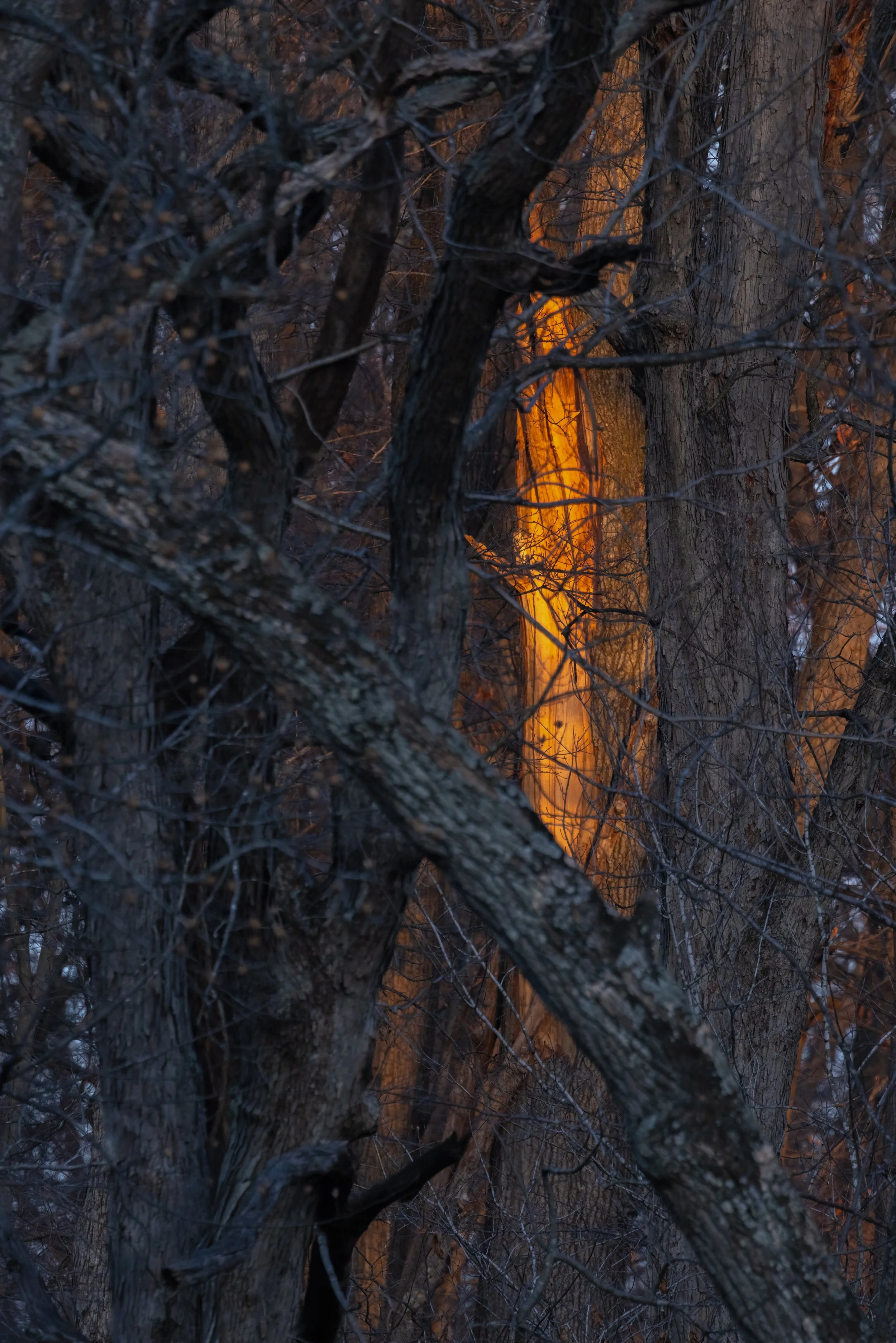 Look For The Light. Washington, D.C. (Jan. 2026)