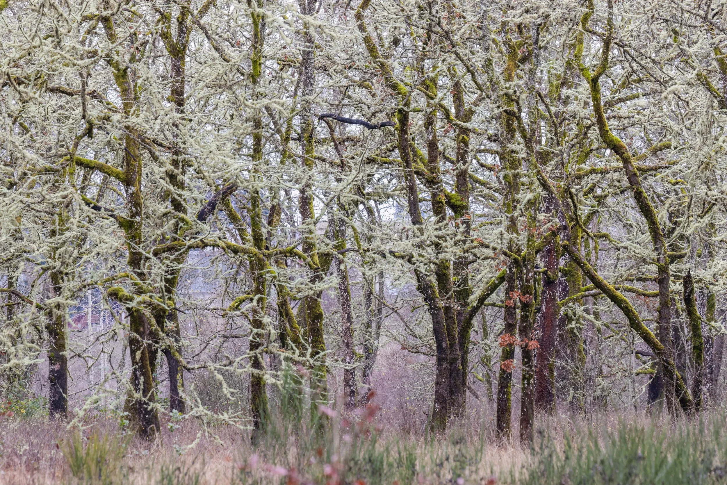 Quiet Lineup. Tacoma, Wash. (Dec. 2025)