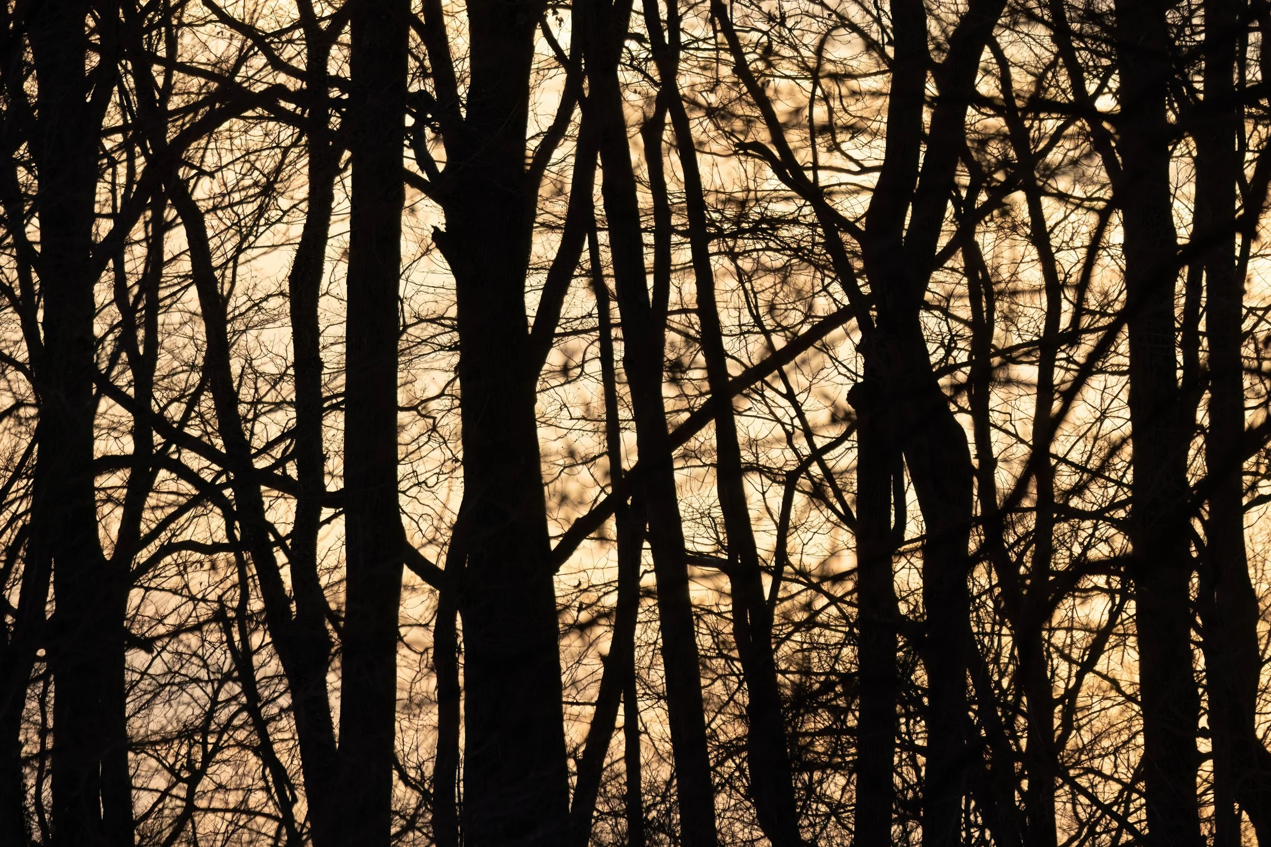 Winter Sunset. Washington, D.C. (Feb. 2026)