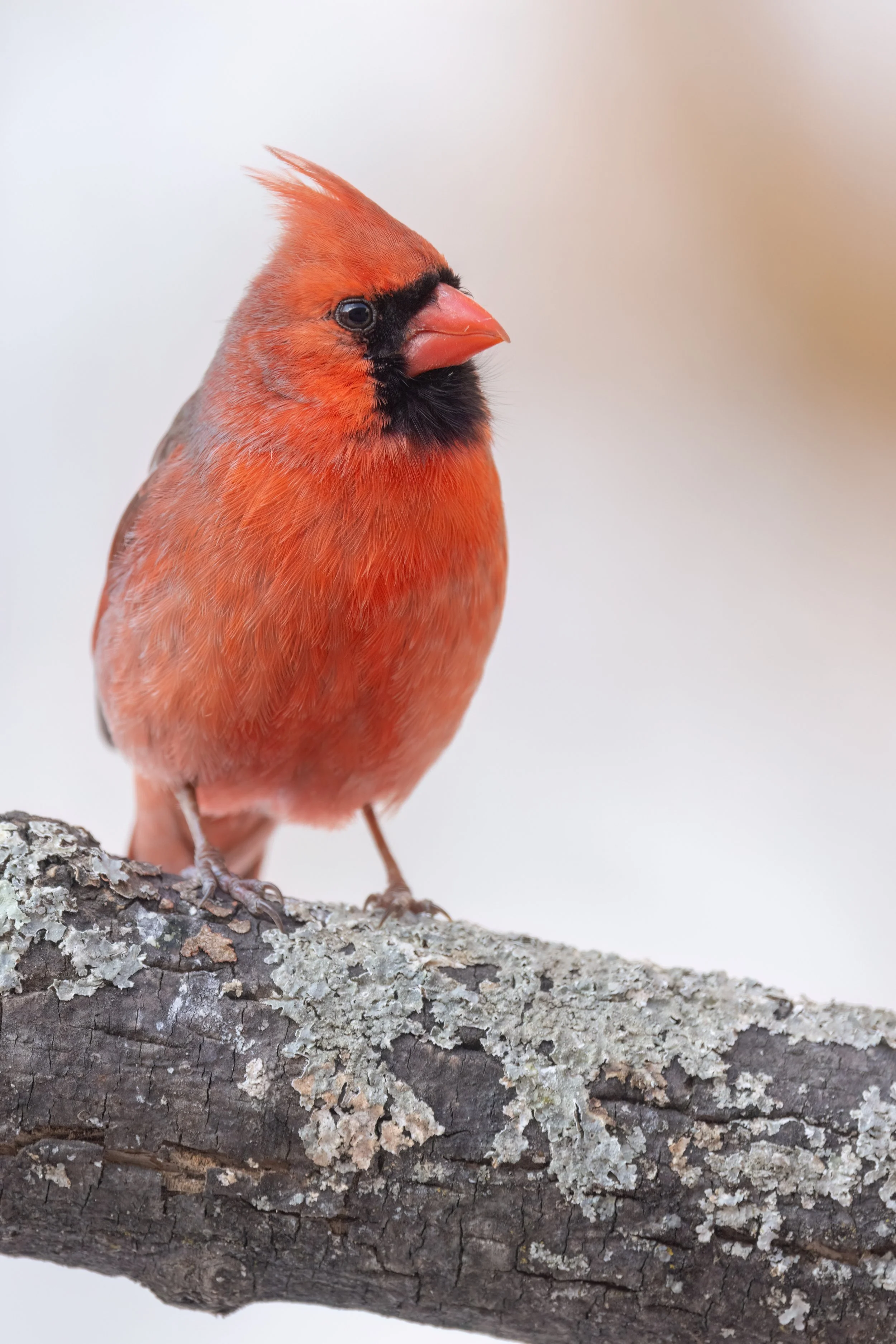 Cardinal. Washington, D.C. (Feb. 2026)