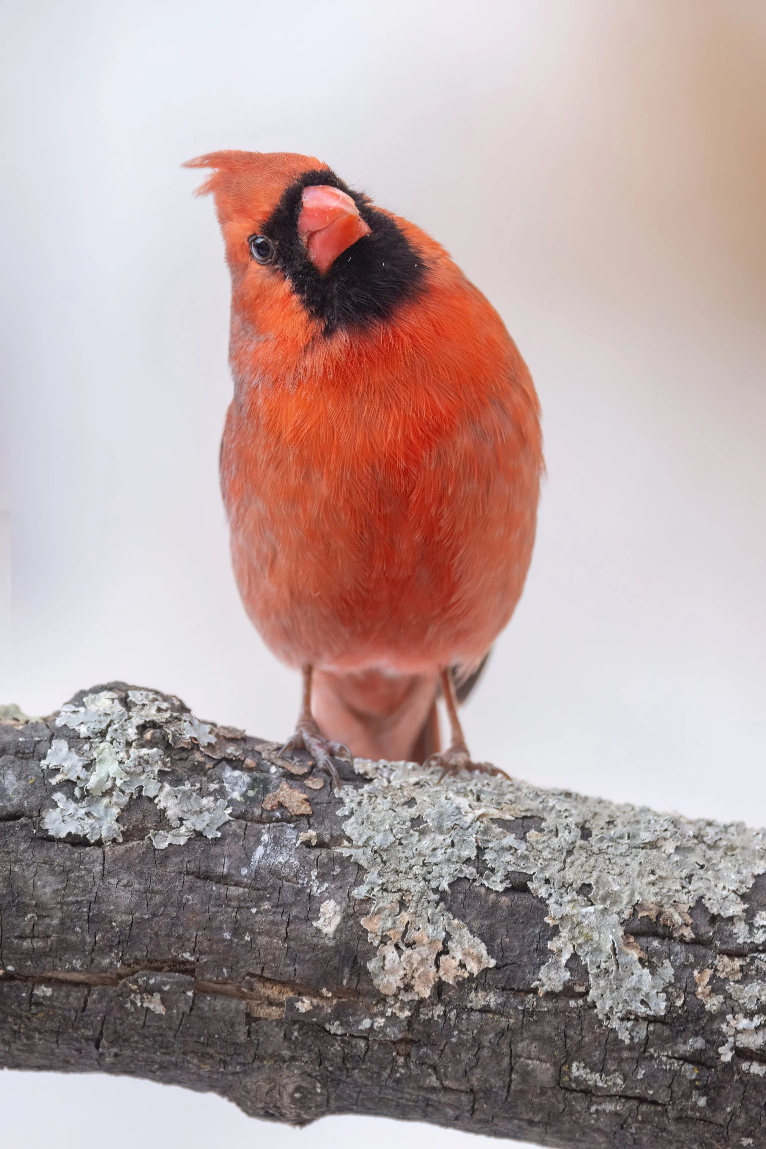 Curious Cardinal. Washington, D.C. (Feb. 2026)