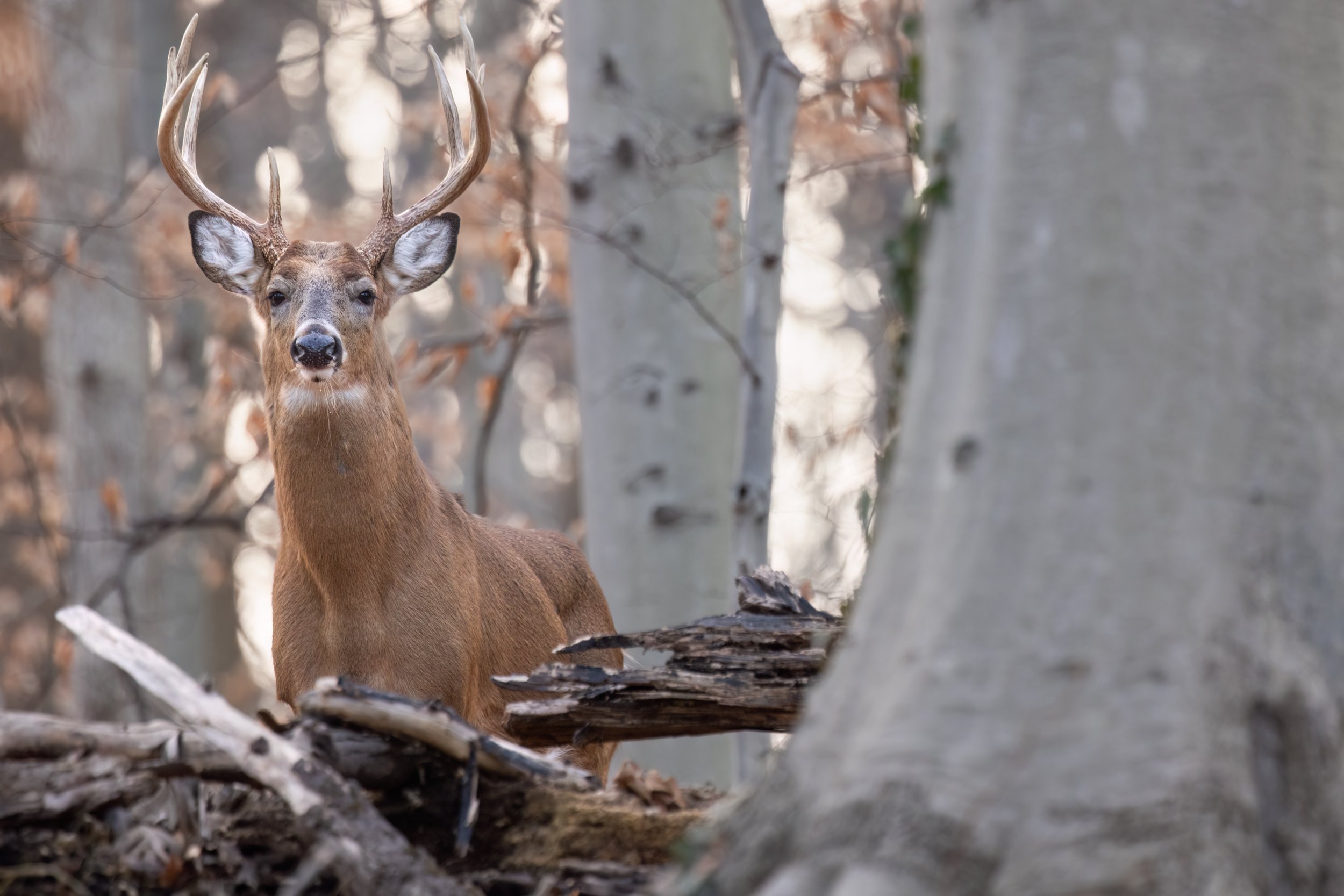 Buck Hill. Washington, D.C. (Jan. 2026)