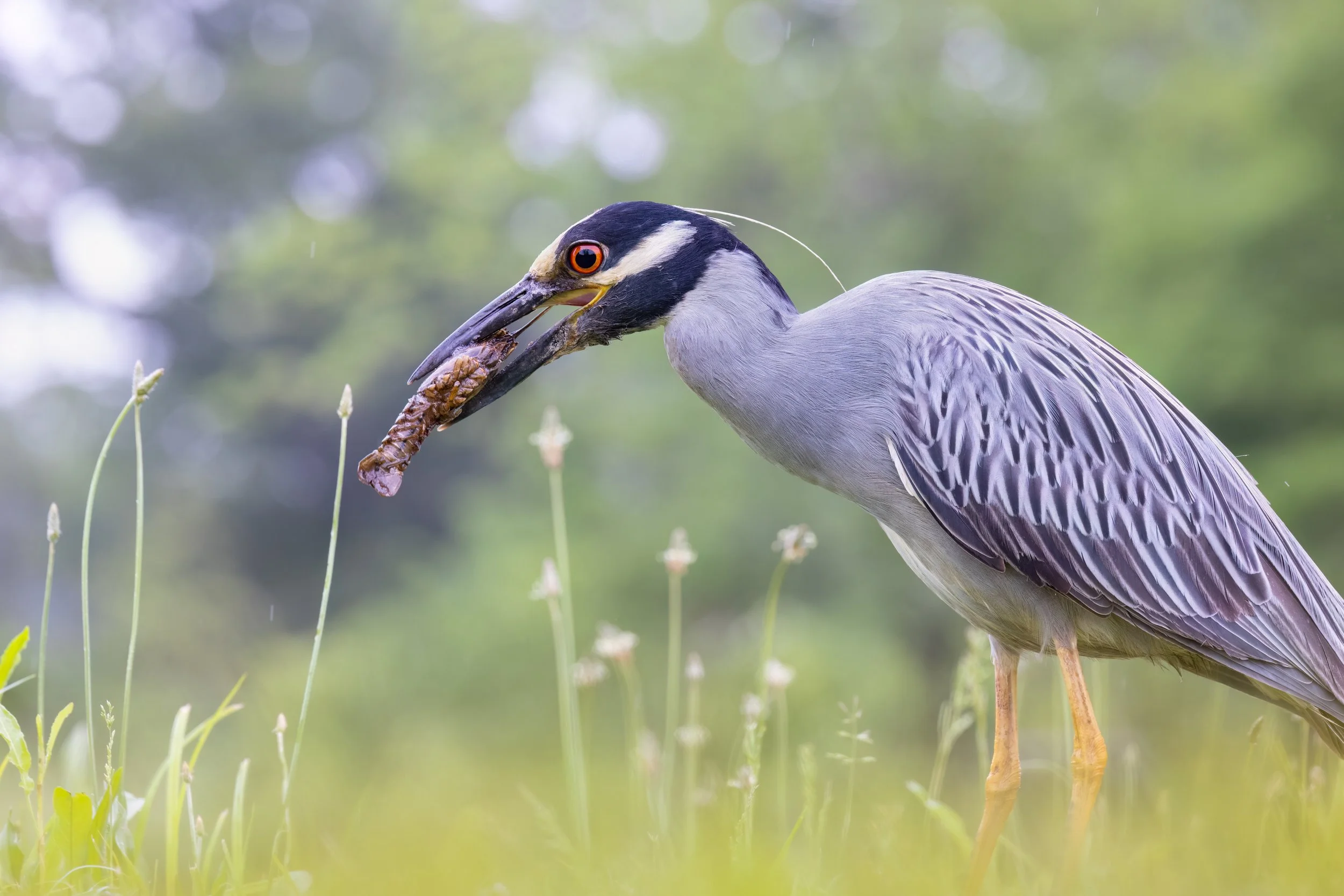 Wetlands Raider. Washington, D.C. (May 2026)
