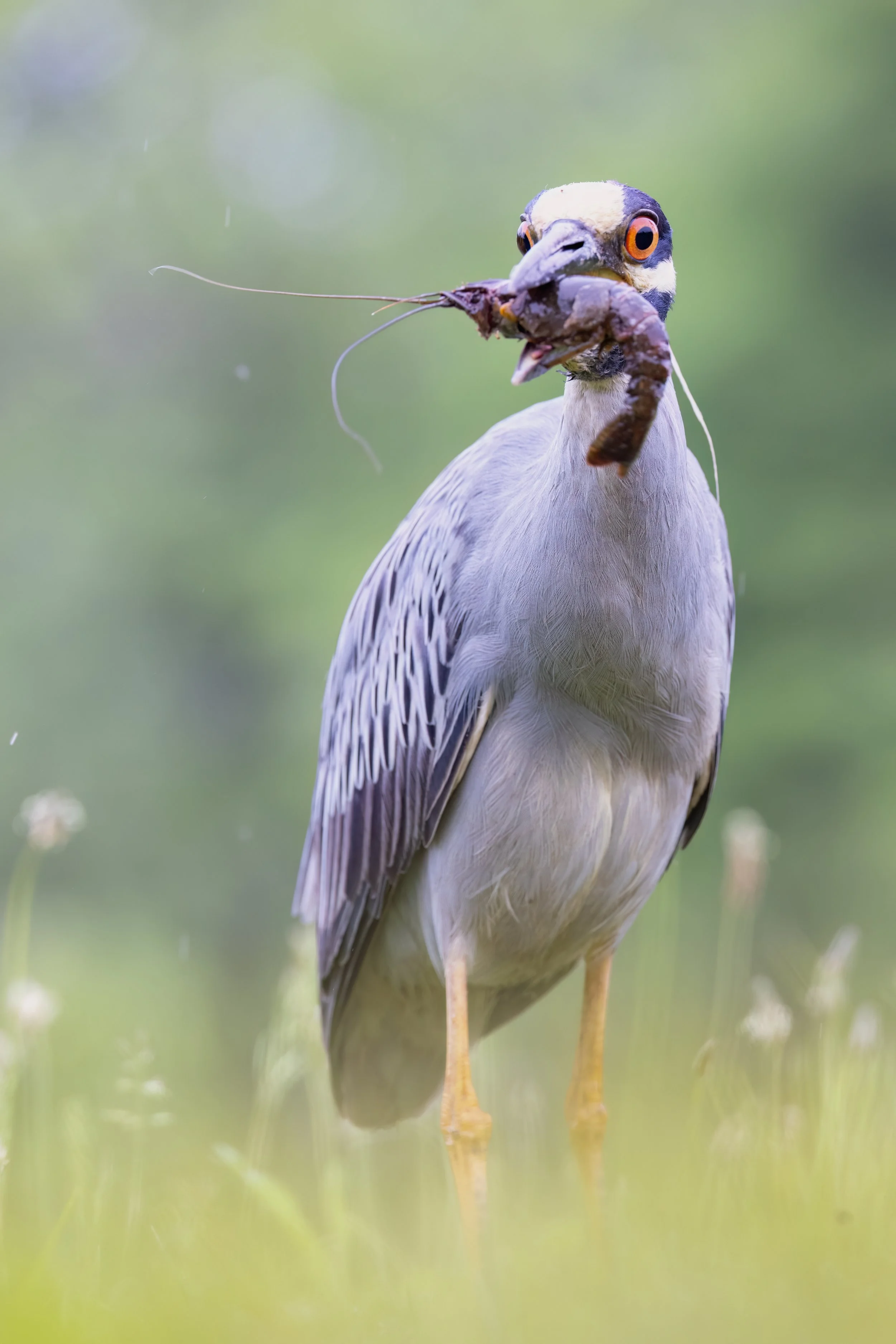 Yellow-Crowned Hunter. Washington, D.C. (May 2026)