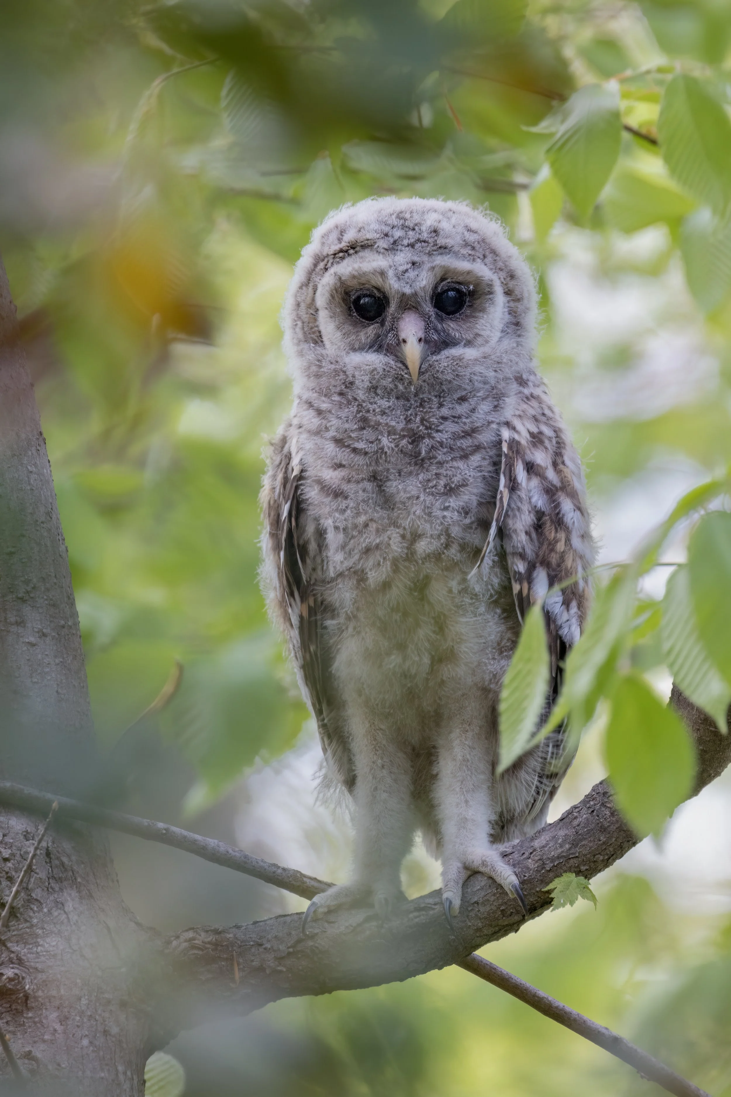 Branching Owlet (Apr. 2026)