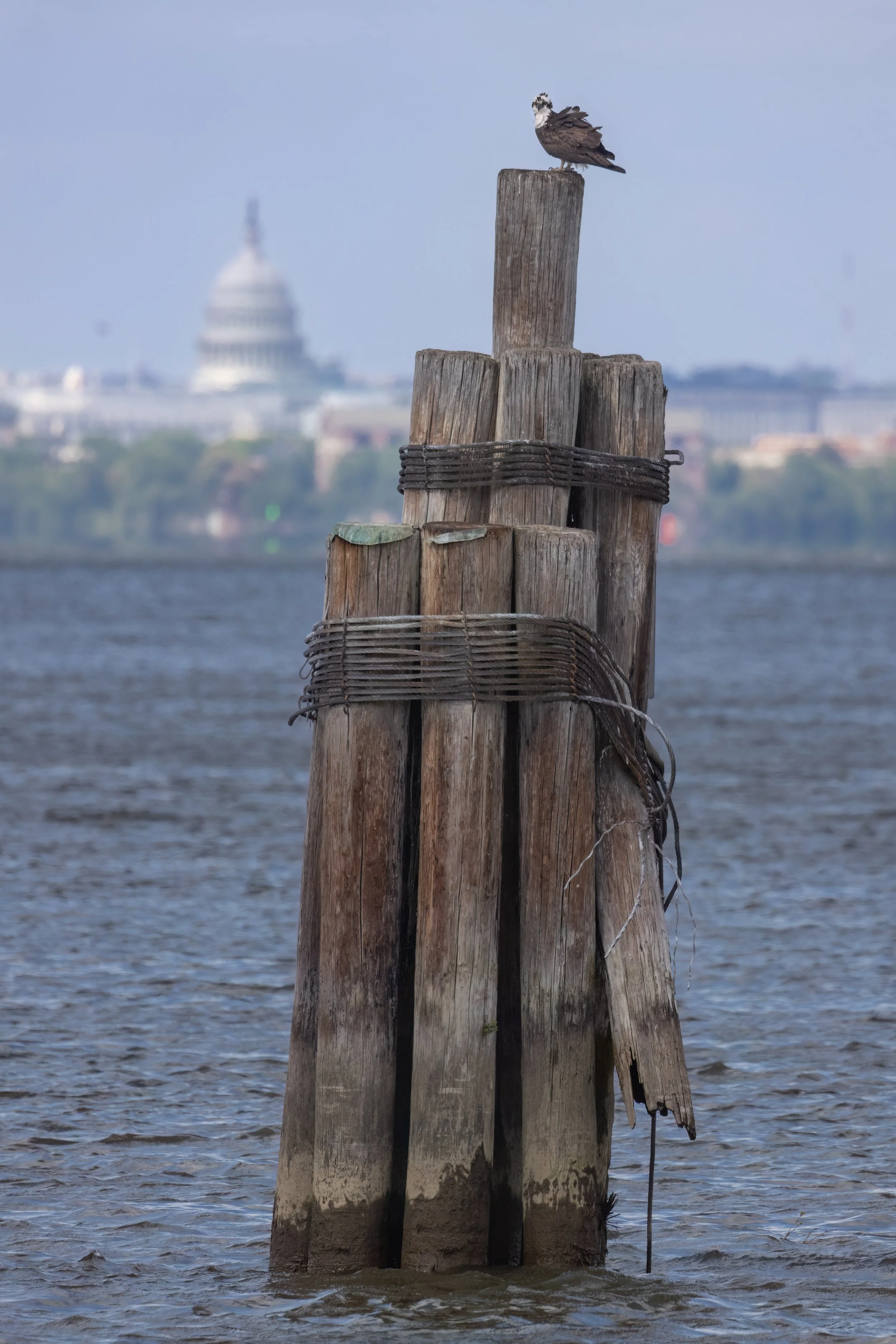 Osprey Watch (Apr. 2026)