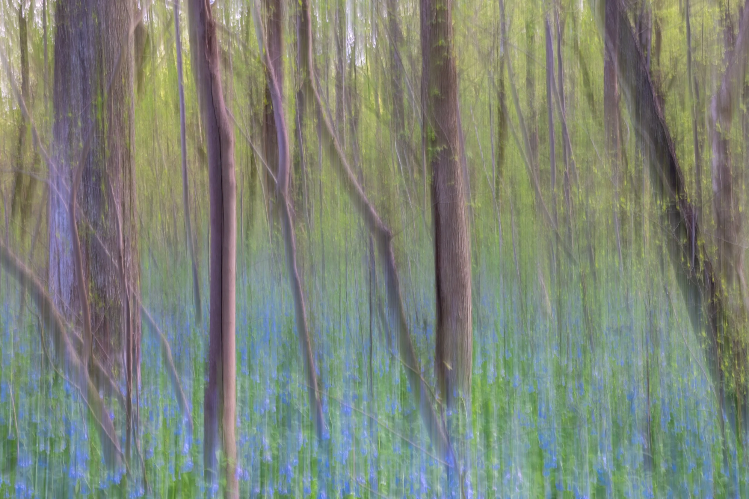 Bluebell Season. Virginia (Apr. 2026)