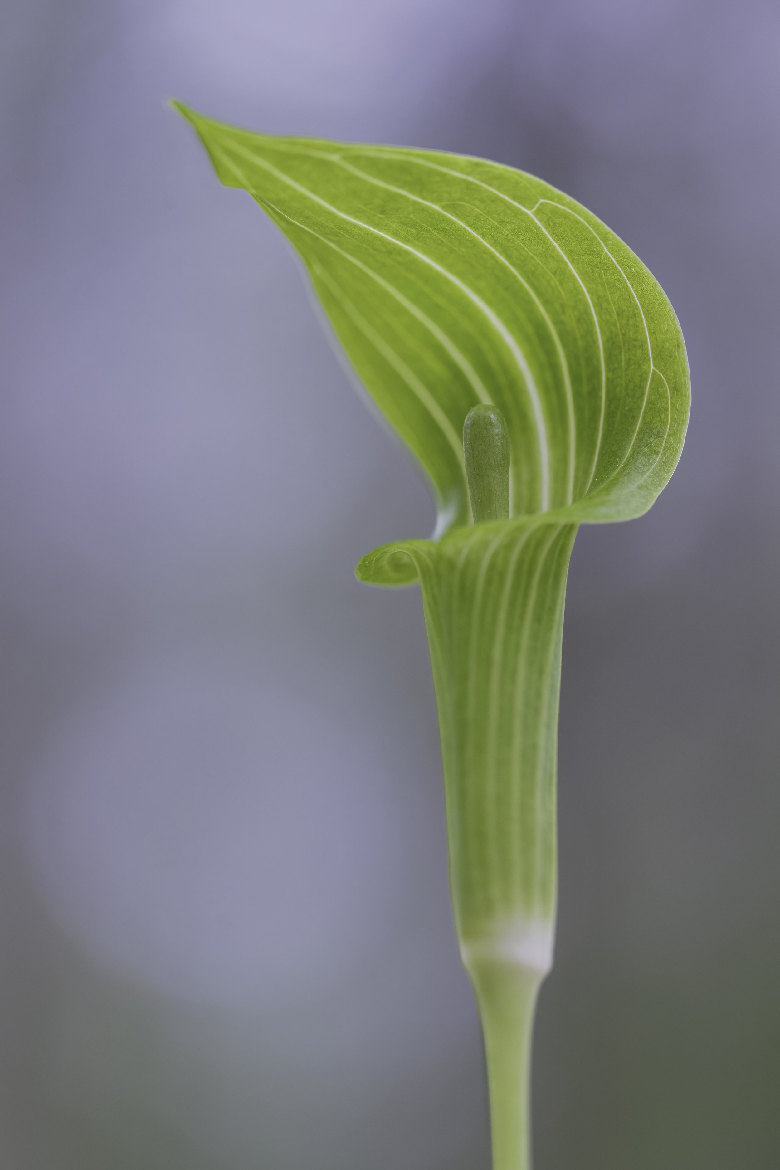 _P7A1269.jpg