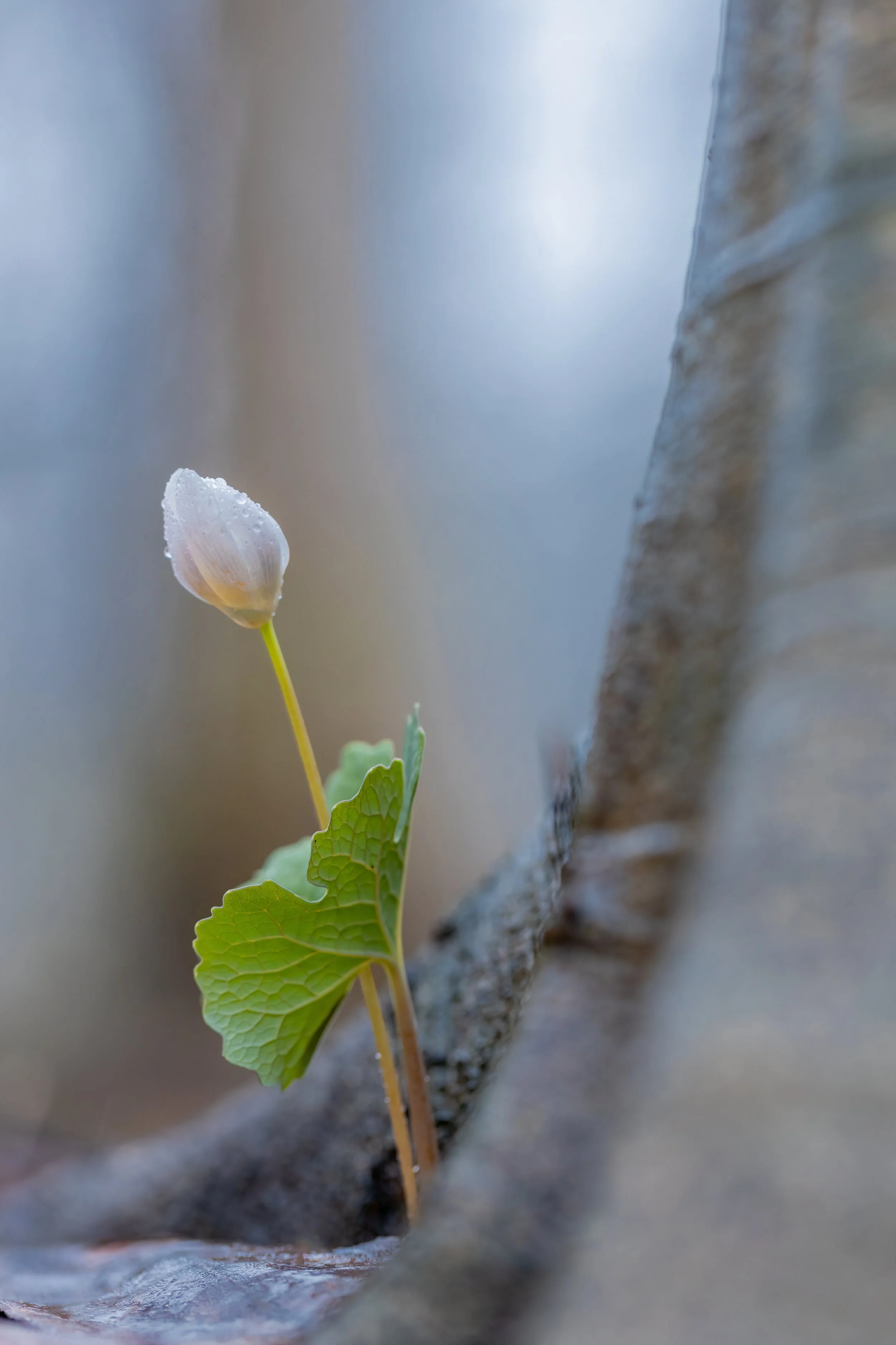 _P7A5937.jpg