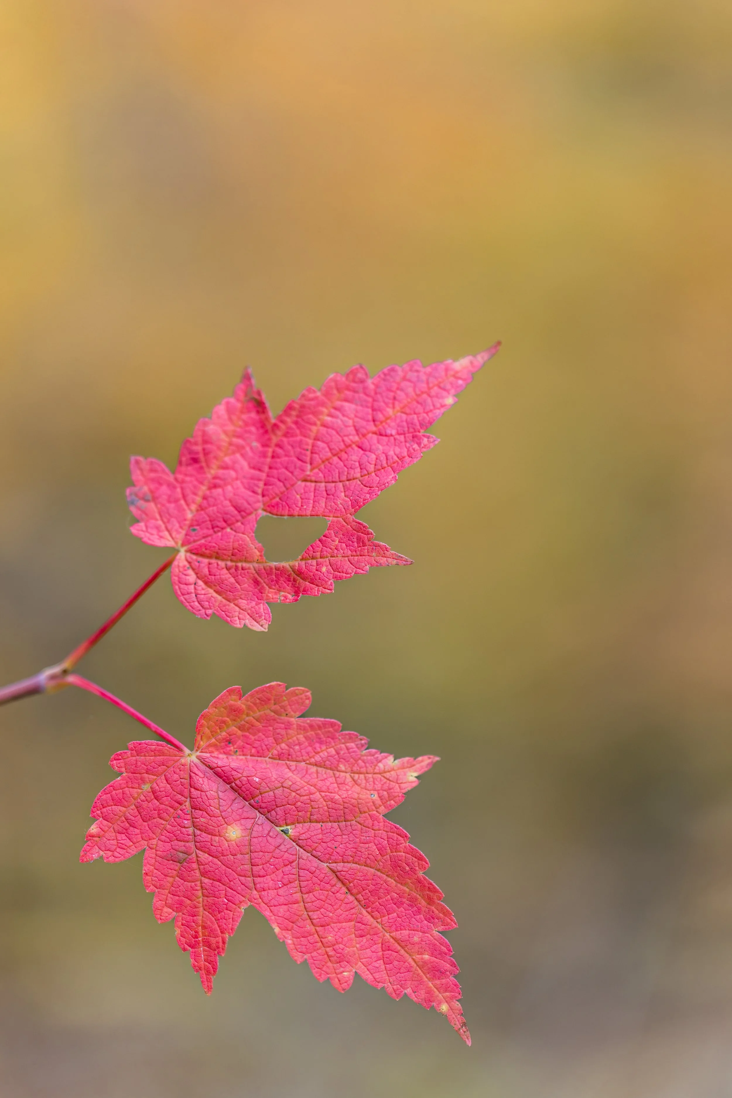 _P7A6587.jpg