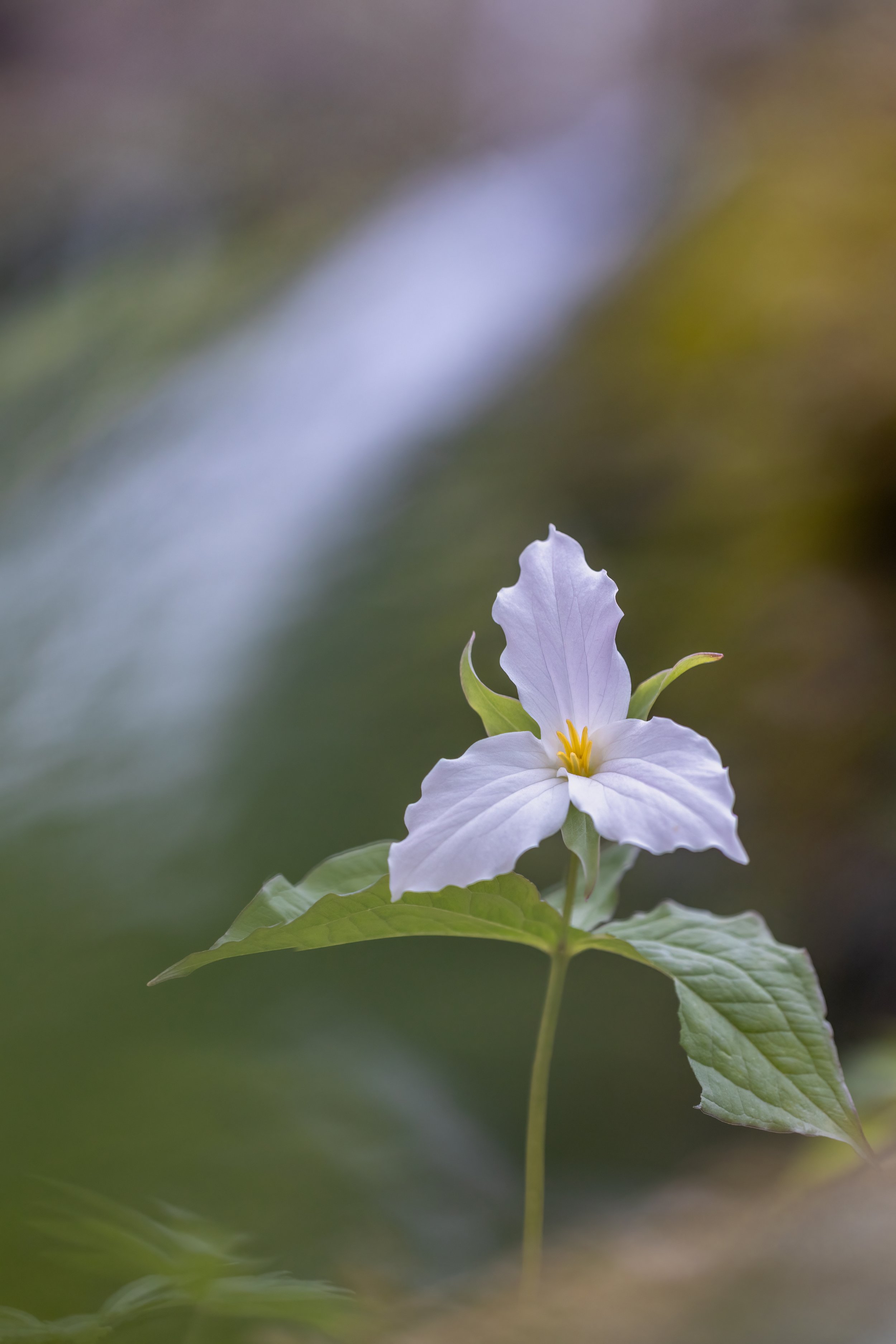 _P7A7655.jpg