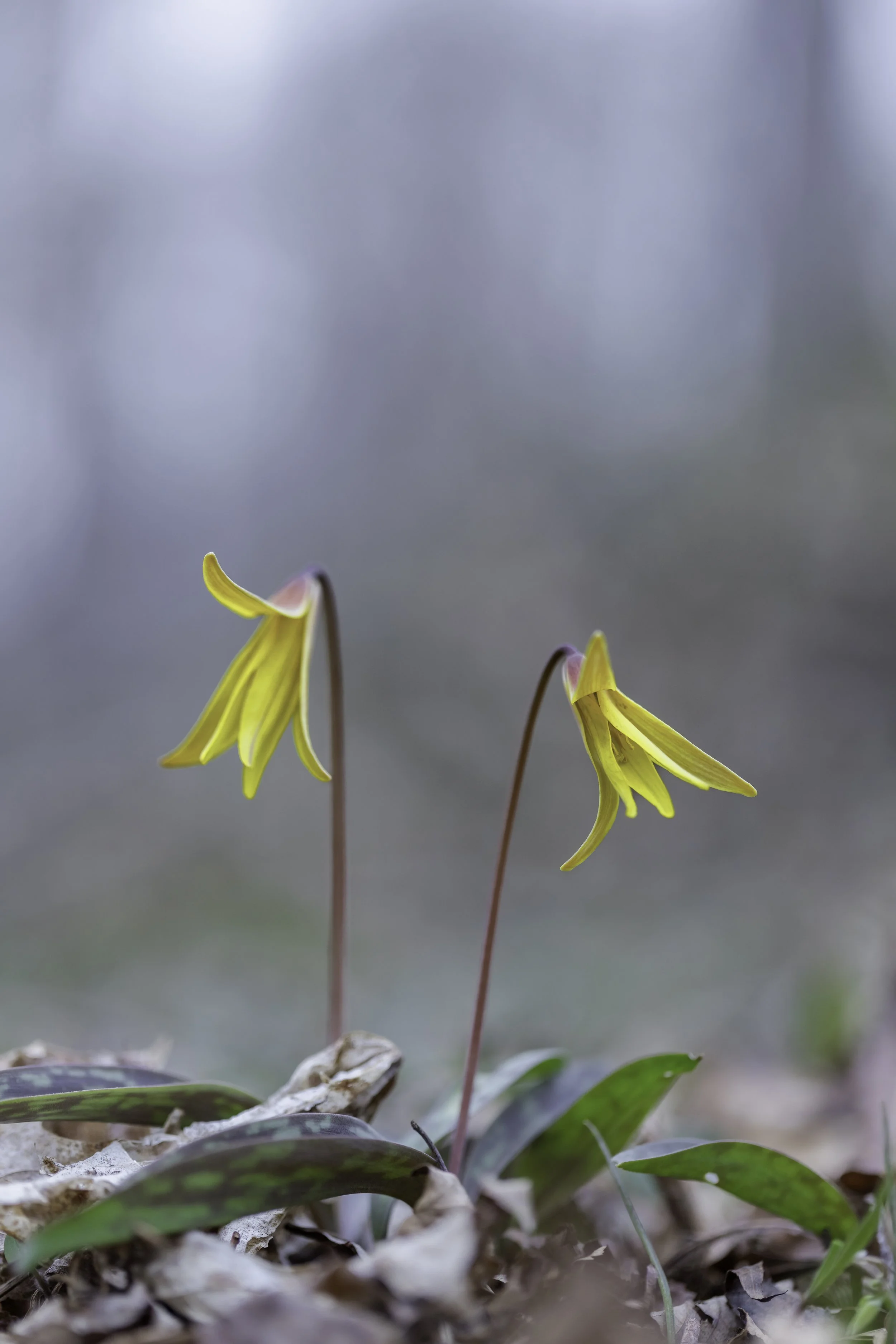 _P7A9283.jpg