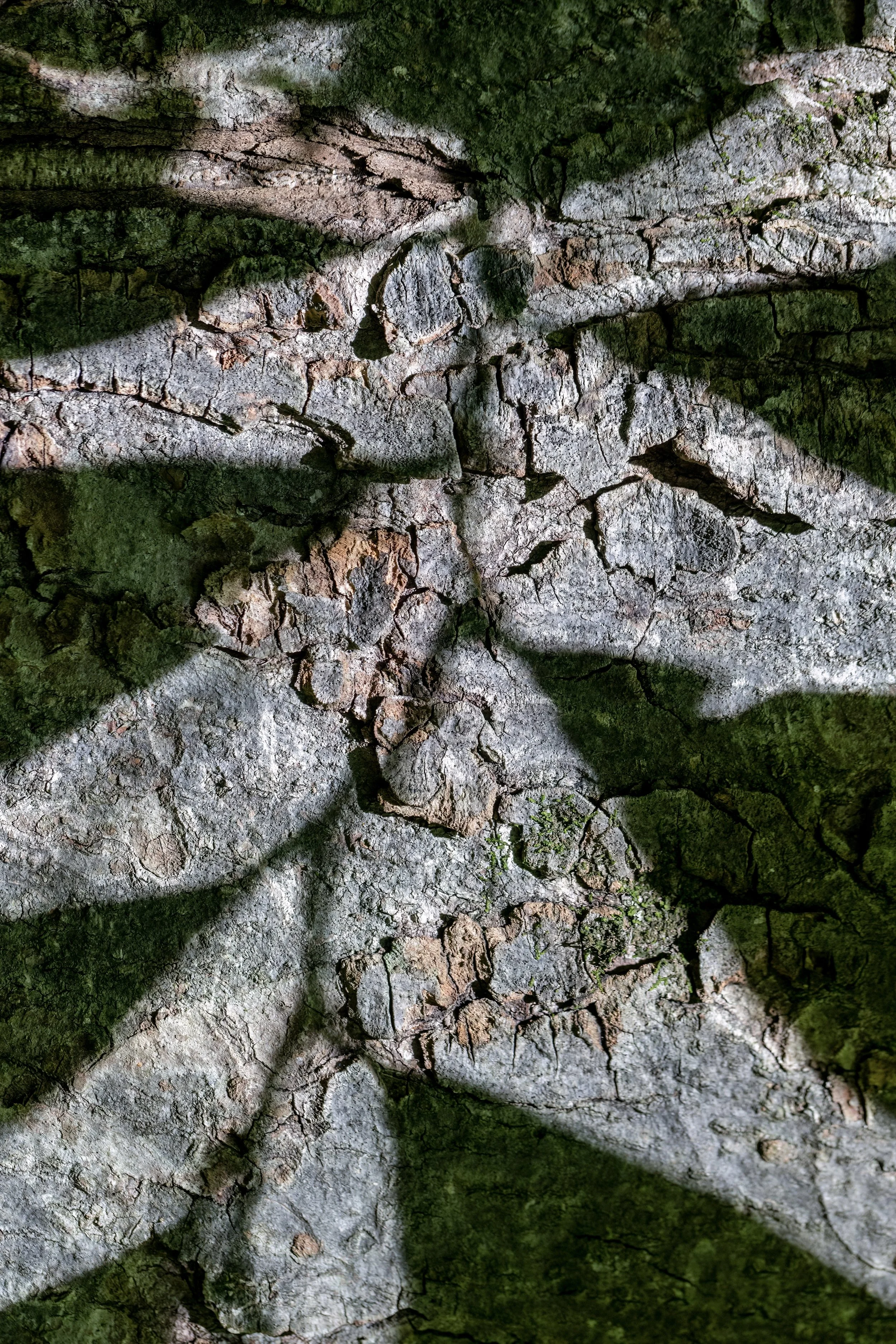 _P7A9723-color.jpg