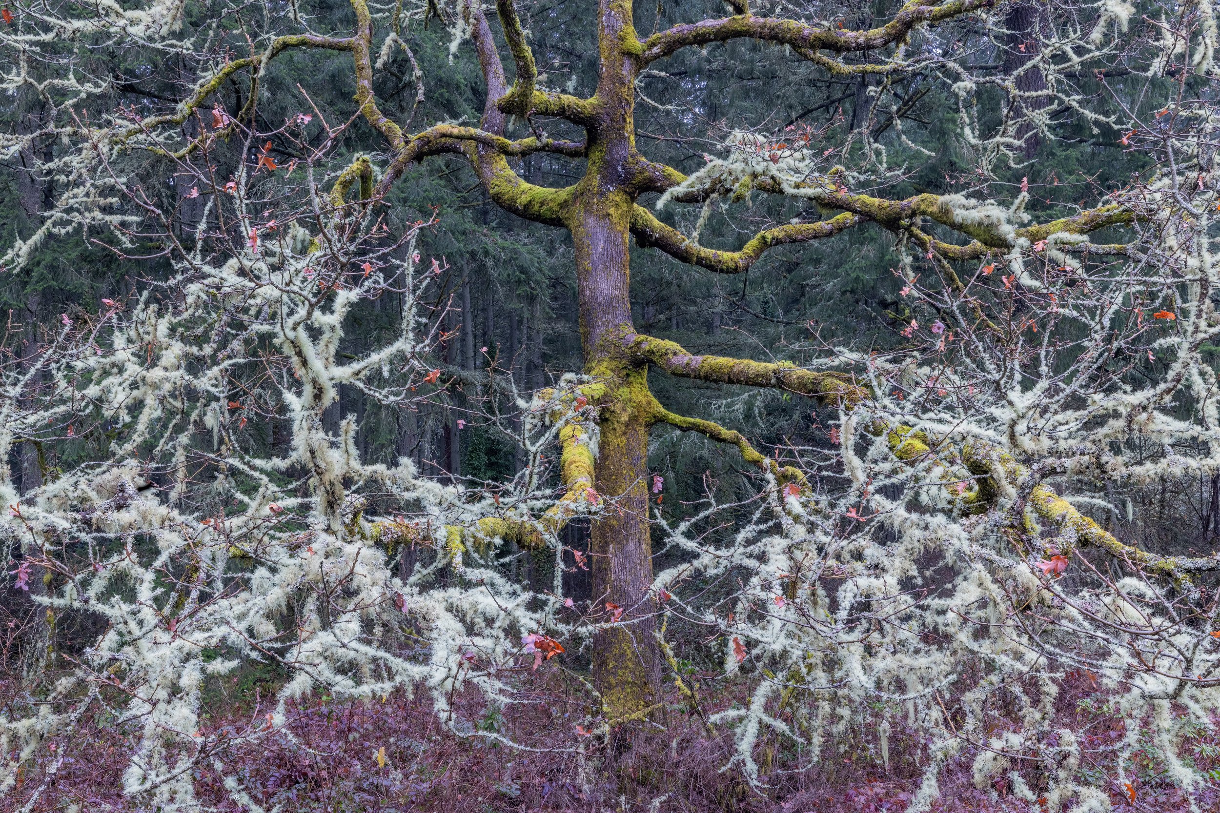 _P7A7572-HDR copy.jpeg