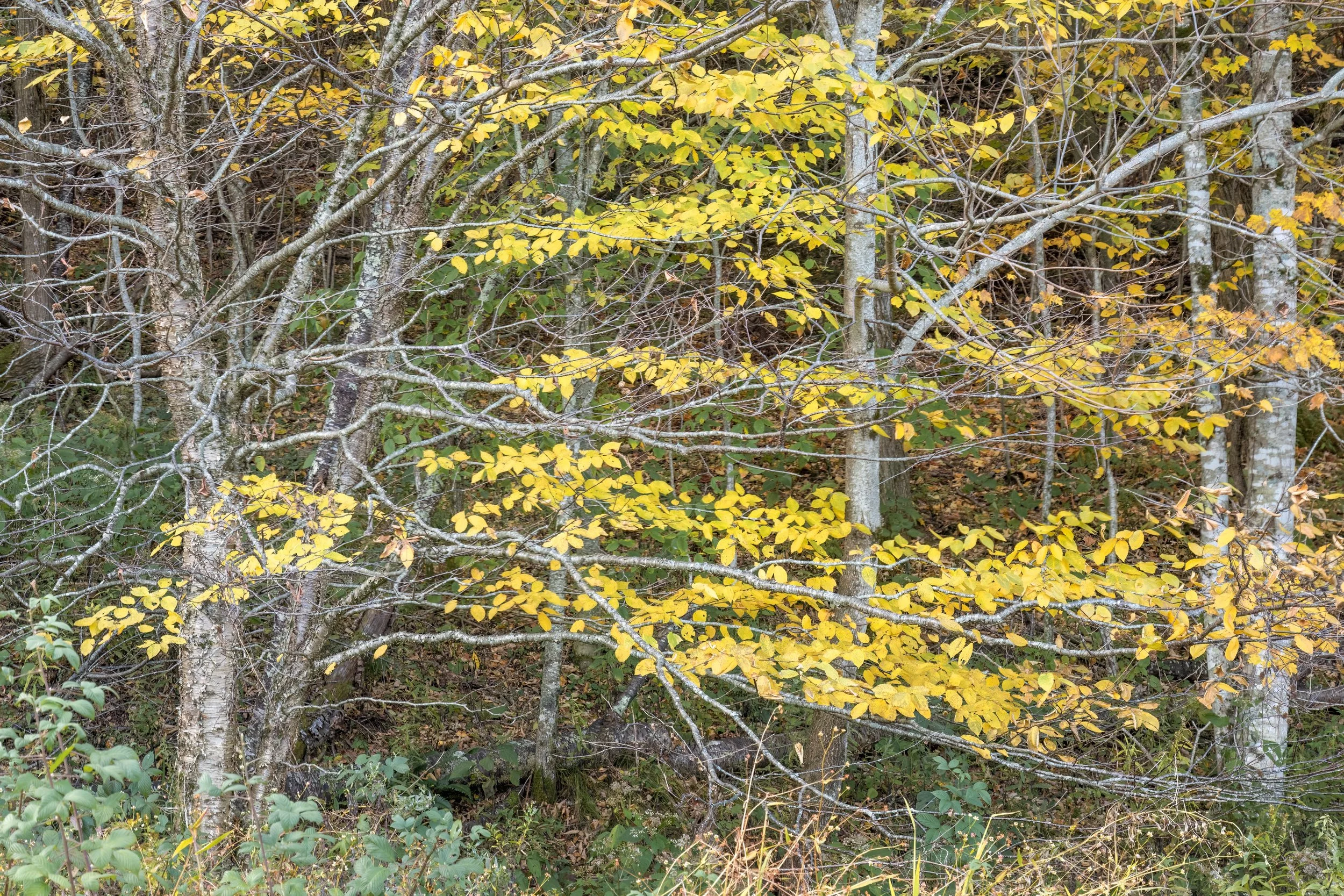 _P7A6545 copy.jpeg