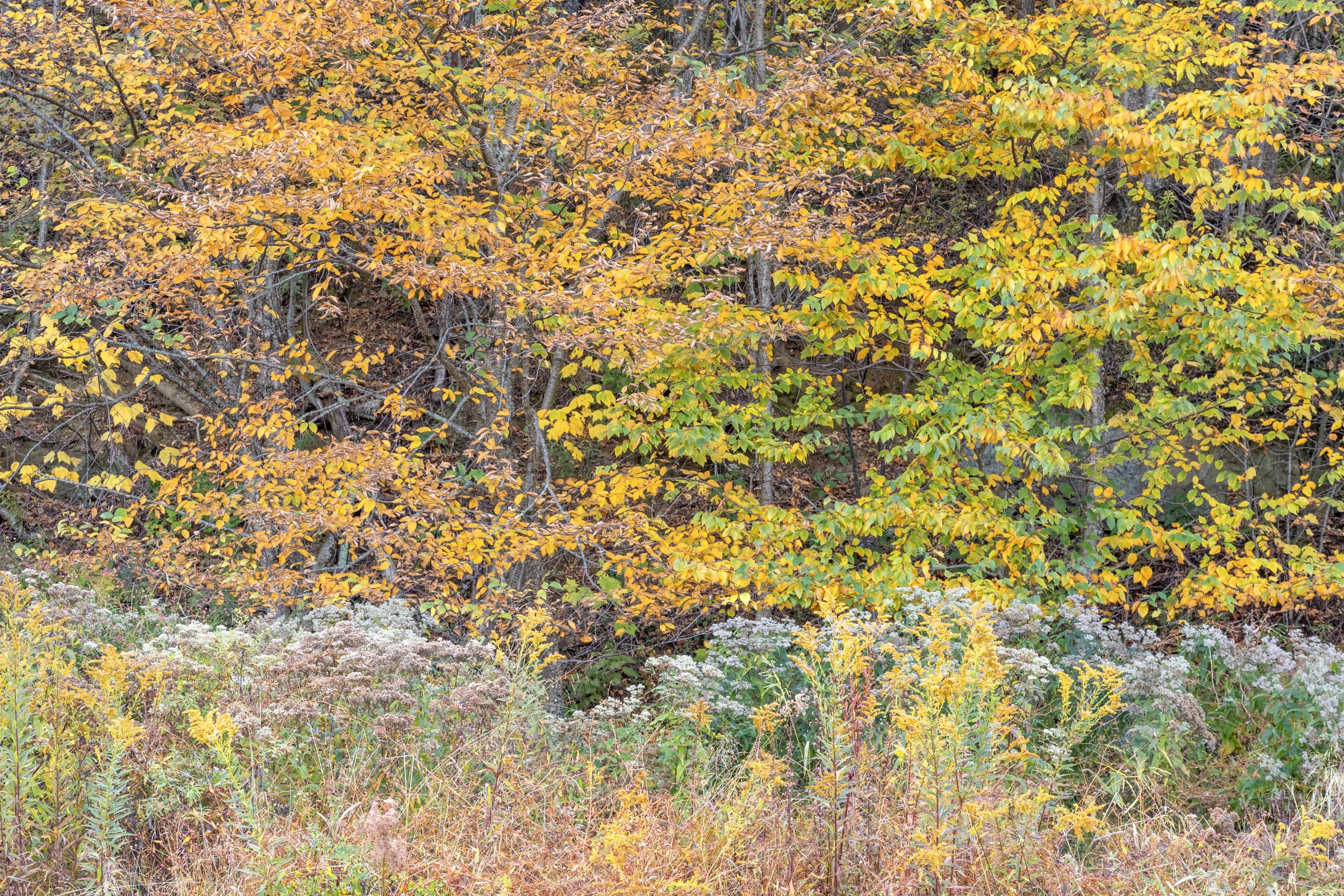 _P7A6542 copy.jpeg