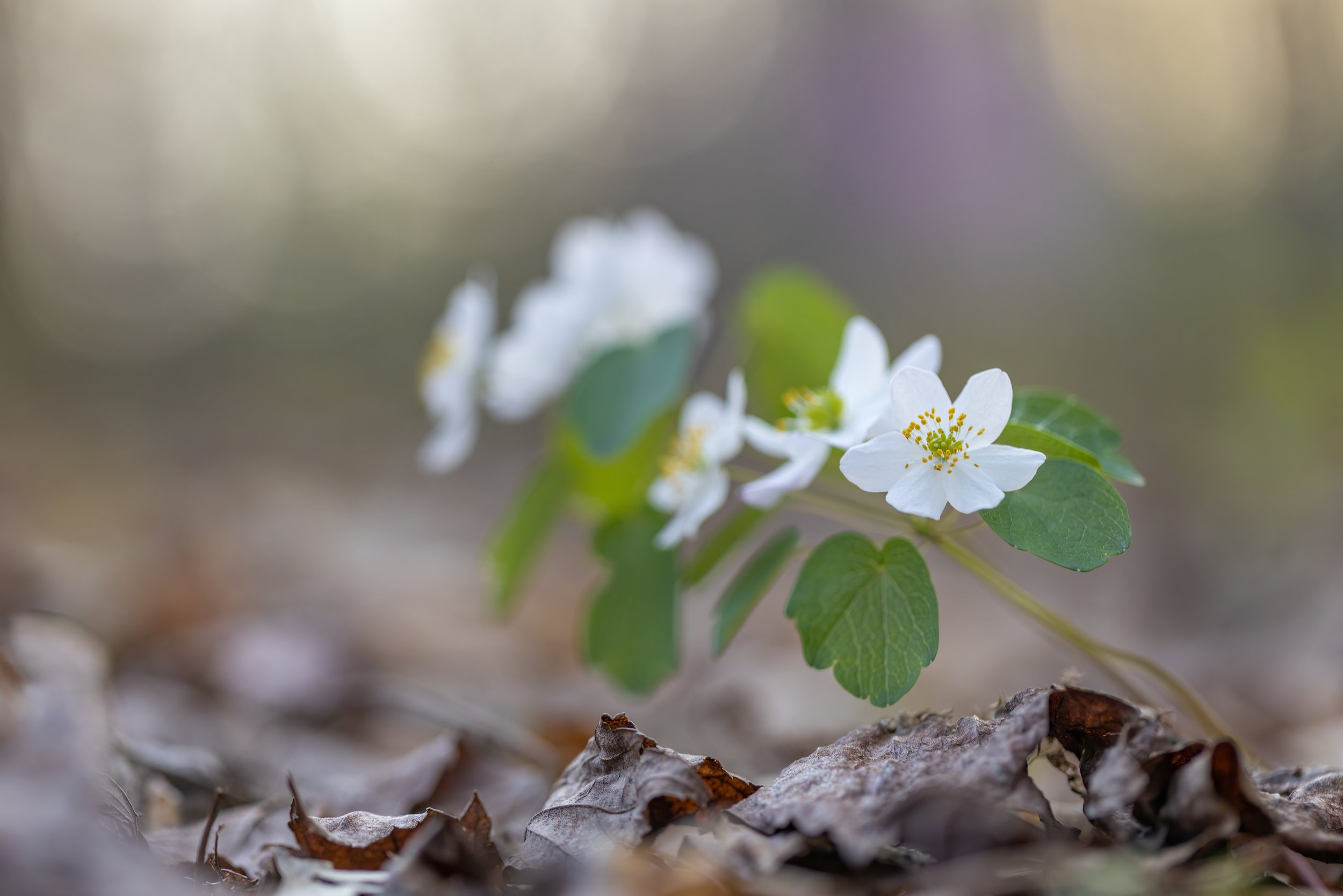 _P7A9289.JPG
