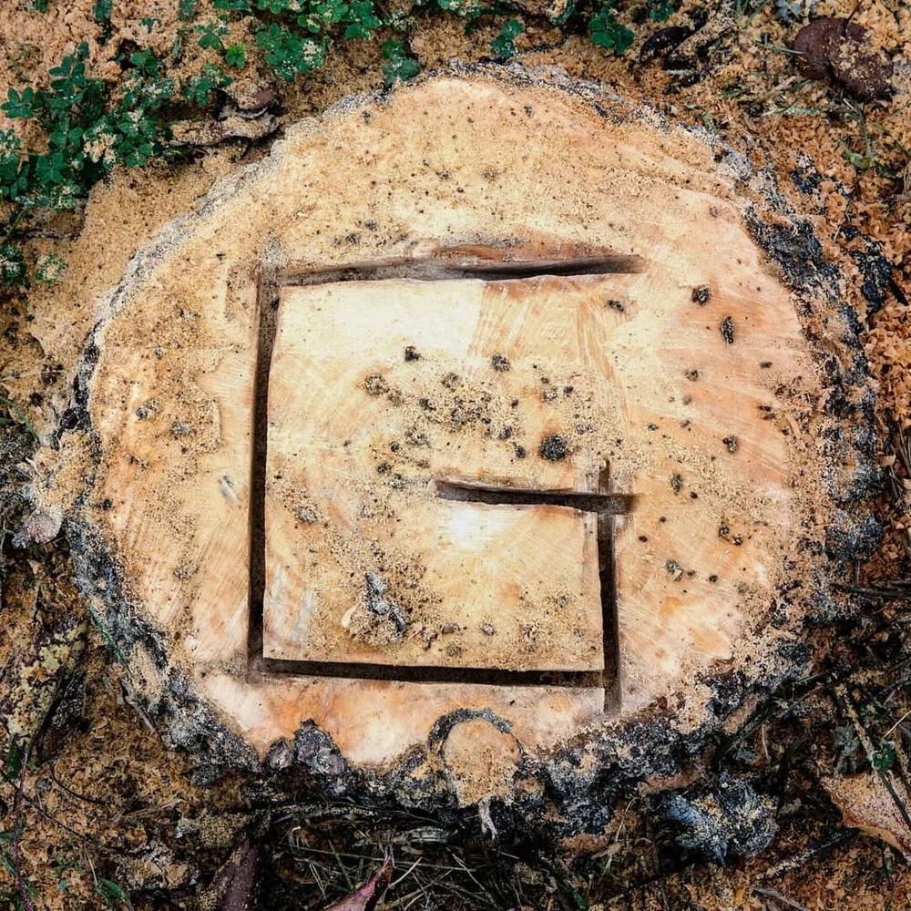 The city of #Richmondca cut down a tree yesterday. #treecutting and chipped the entire thing into shreds seemingly for no purpose at all. ⁠
⁠
It was healthy, it wasn't in the way of any powerlines, it was too small to be a threat of toppling over or 