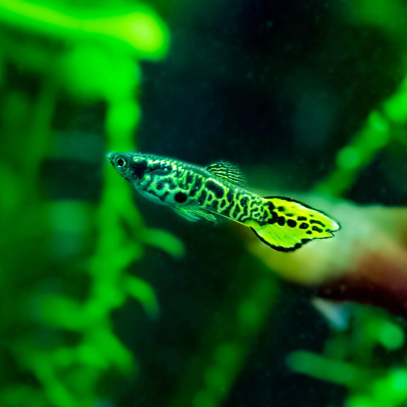 Hector's Aquarium-5.jpg