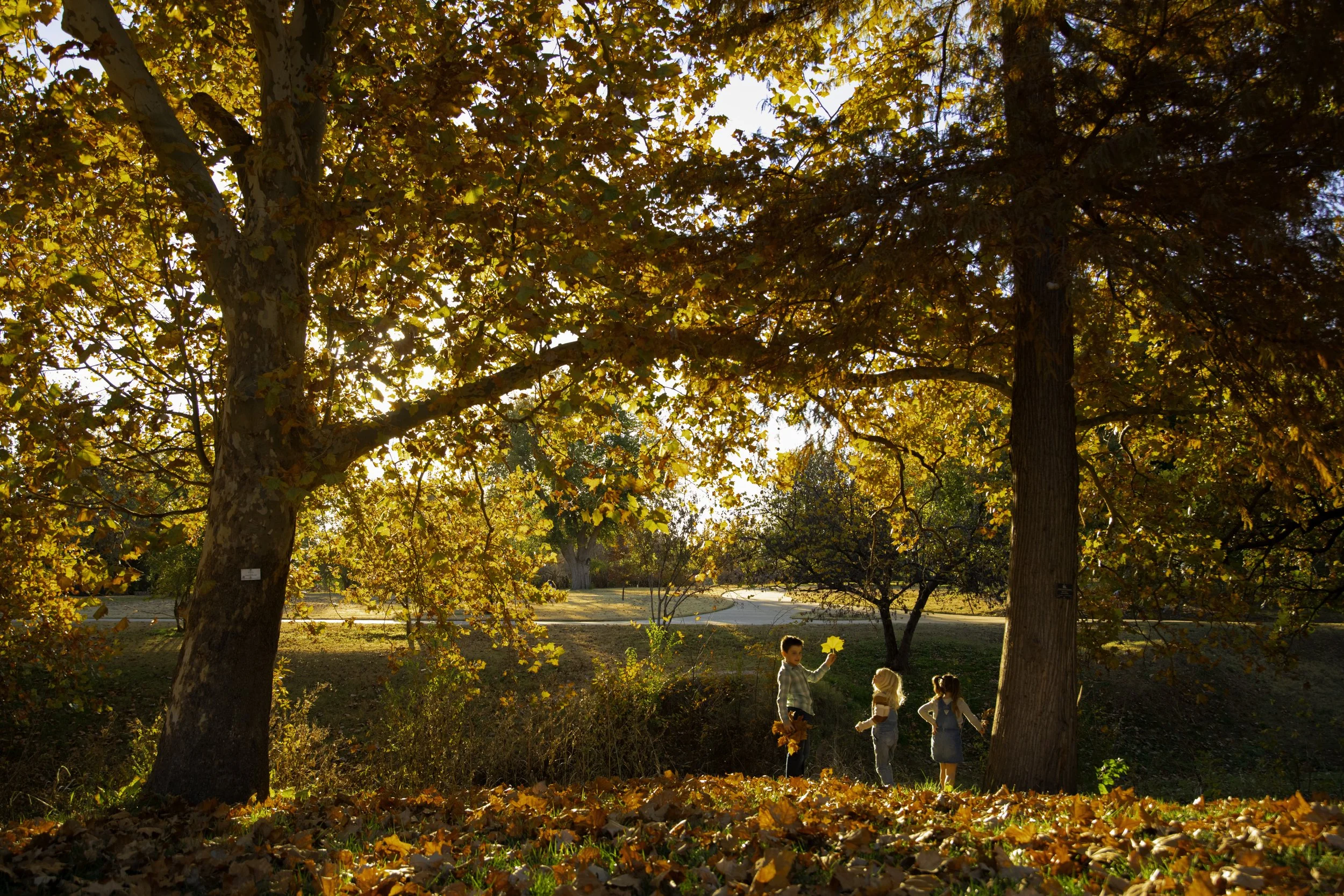  High-Quality Photography: Three Children Playing with Autumn Leaves at Sunset Between Large Trees 
