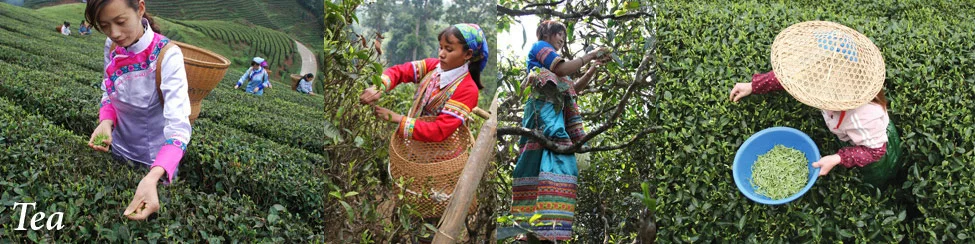 Image from rishi-tea.com