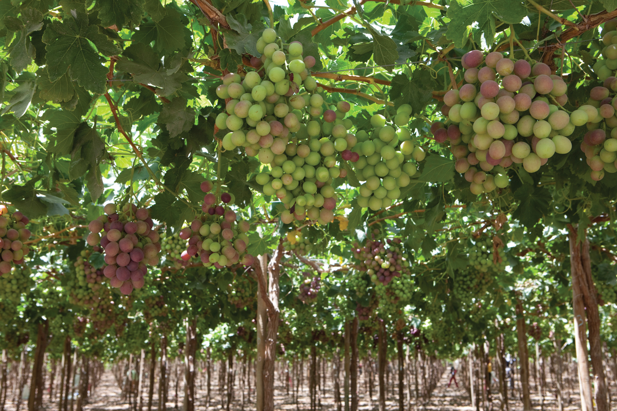 pisco3.jpg