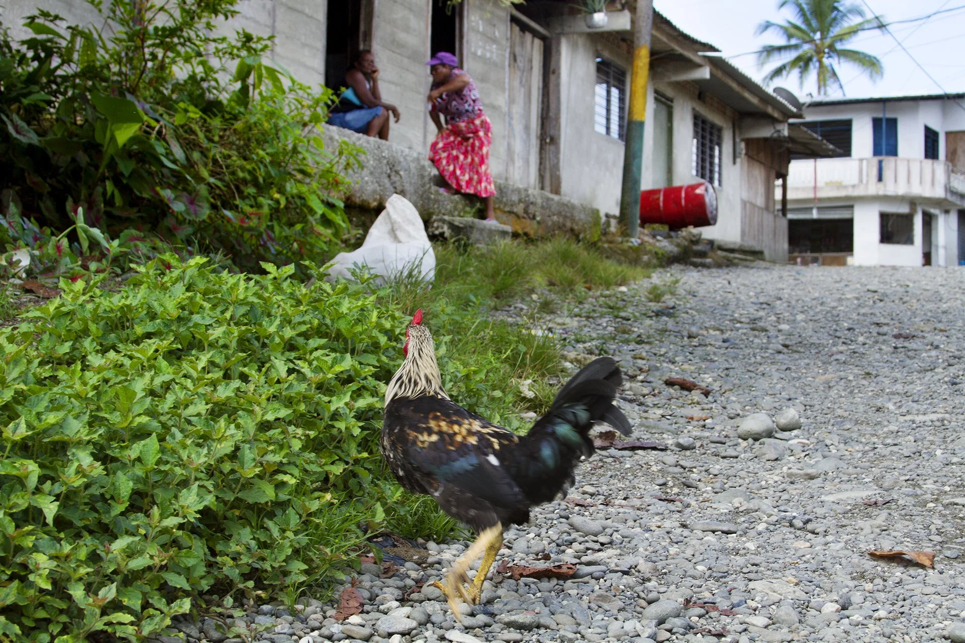 Chicken.jpg
