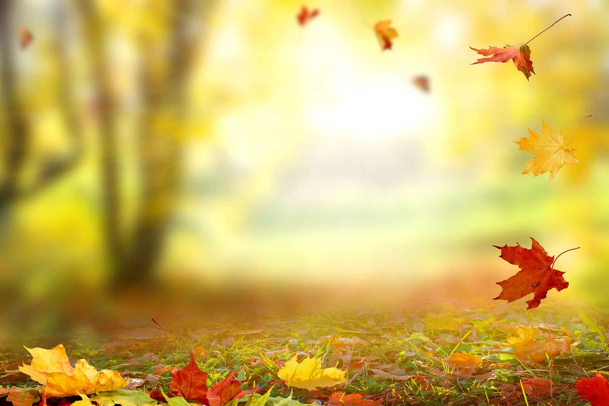 FALL---MIRACLES-TRETCH-HOME.jpg