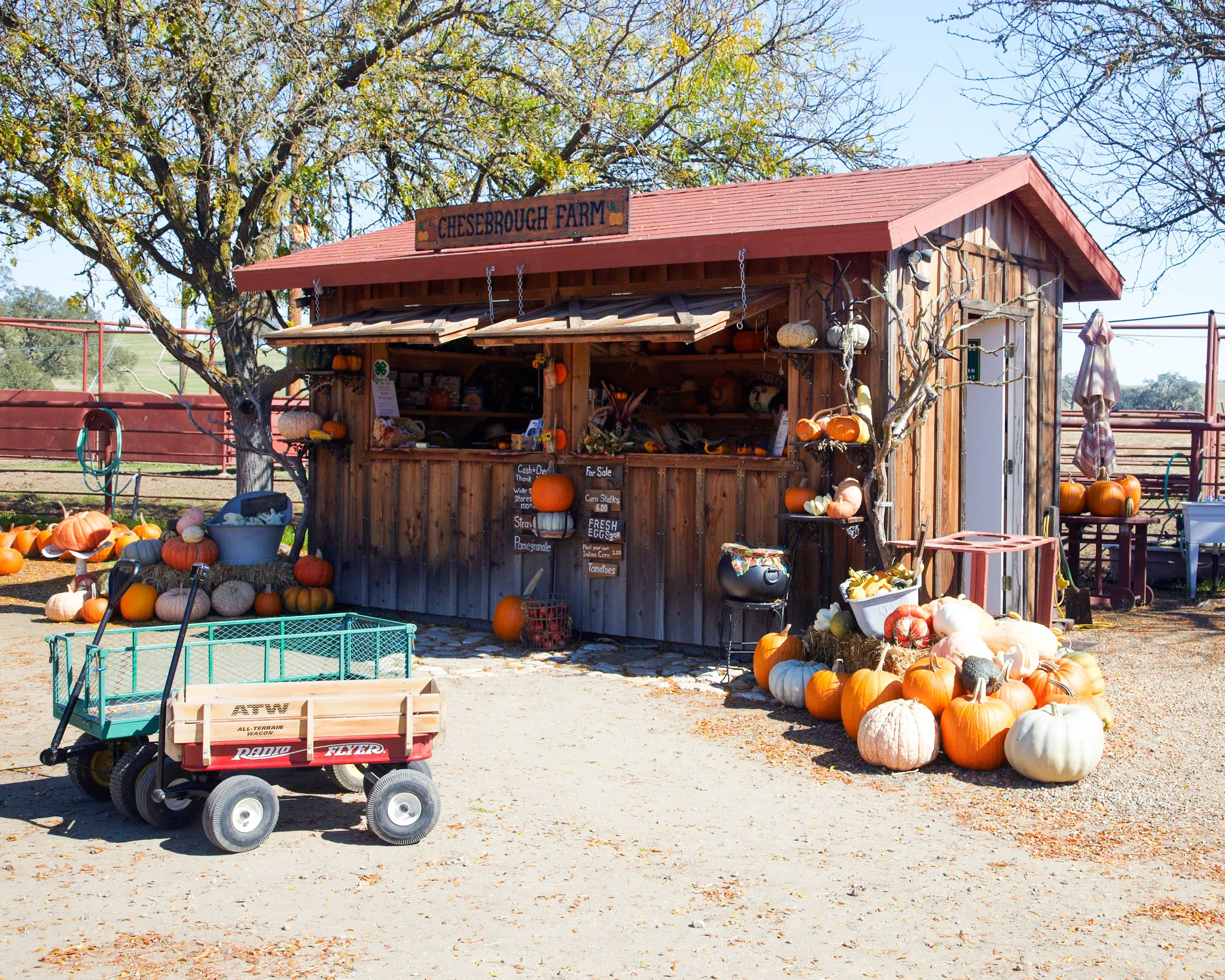 09Pumpkin15.jpg