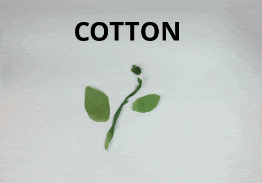  It takes 2,000-4,500 gallons of water to produce the 1.5 lbs of cotton that is in a single pair of jeans. Cotton accounts for 24% of global insecticide use and 11% of global pesticides use, even though it only makes up 2.4% of agriculture land use. Unsafe use of agricultural chemicals has severe health impacts on farm workers and on ecosystems that receive excess doses that run-off from farms. And though it has no chemical inputs and GMOs, organic cotton requires 20%-50% more land and water to produce the same amount of conventional cotton. What is SOURCE doing? 20% of our cotton is made under the Better Cotton Initiative, which trains farming communities to practice resource management techniques to reduce the overall amount of chemical, water, and energy inputs needed to grow cotton. 
