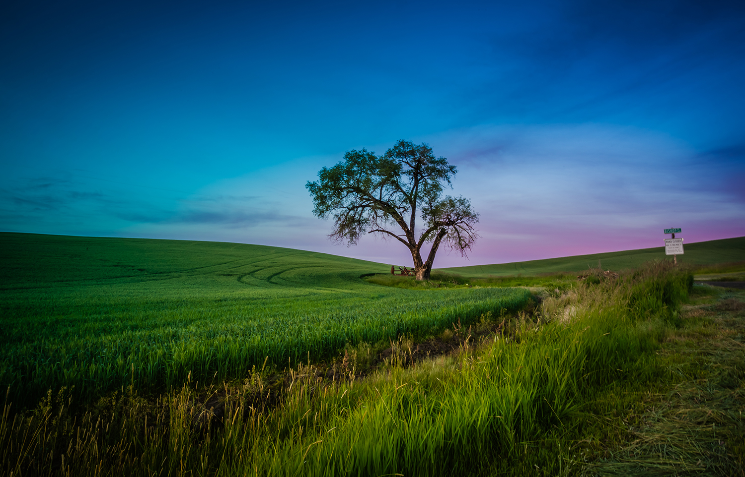 Lone Tree.jpg