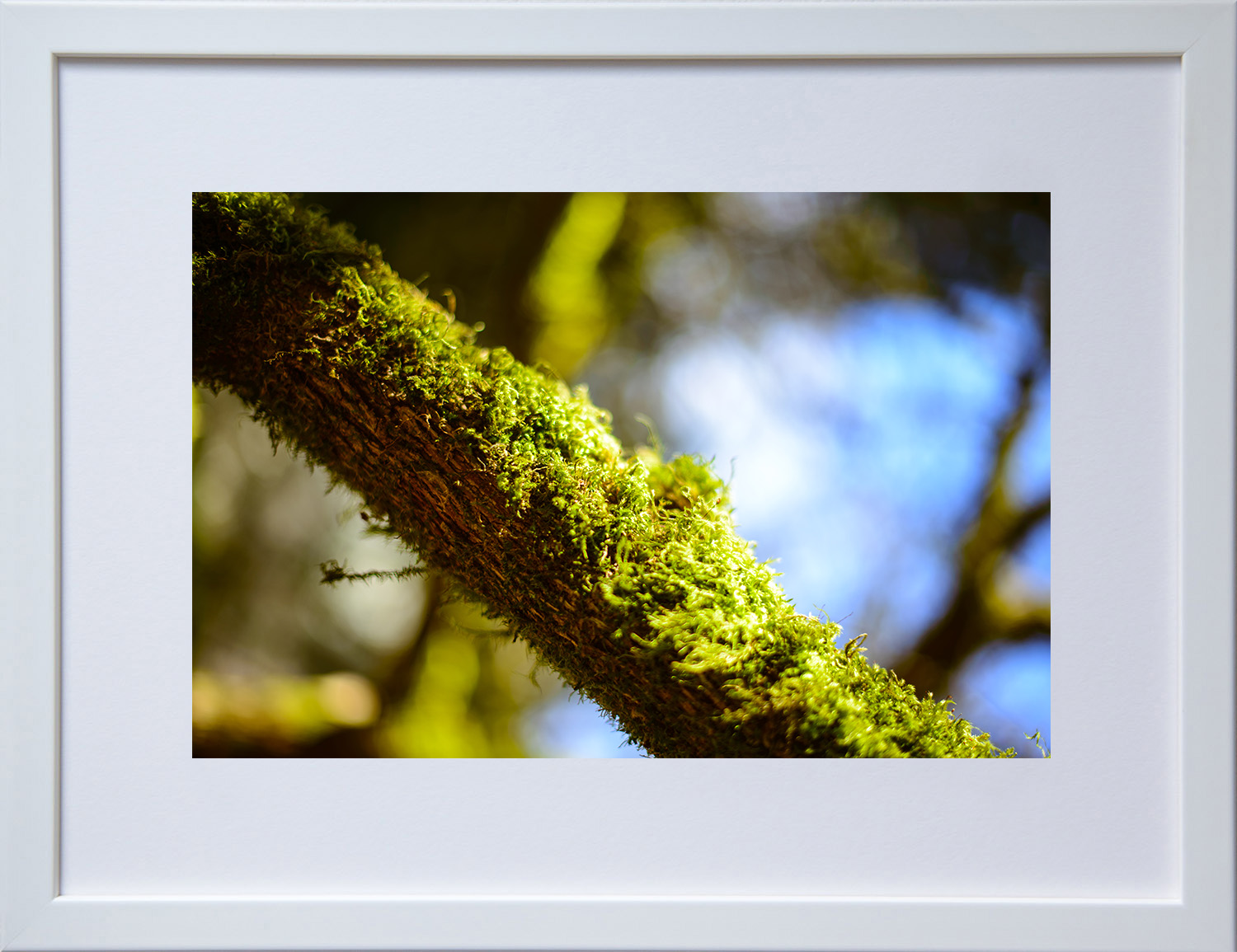 Spring Moss_white.jpg