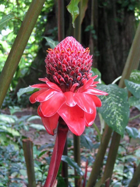 Raiatea Island, Tahiti, French Polynesia - Botanic Gardens (7)