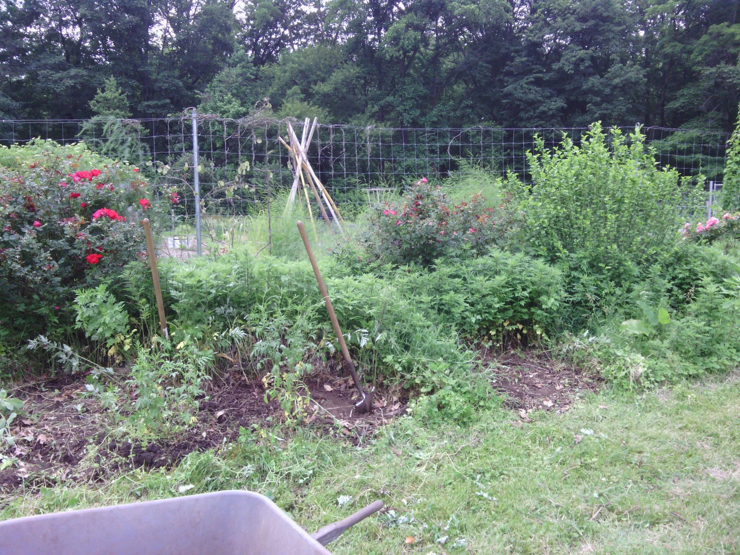 IMG_20140603_104510.jpg