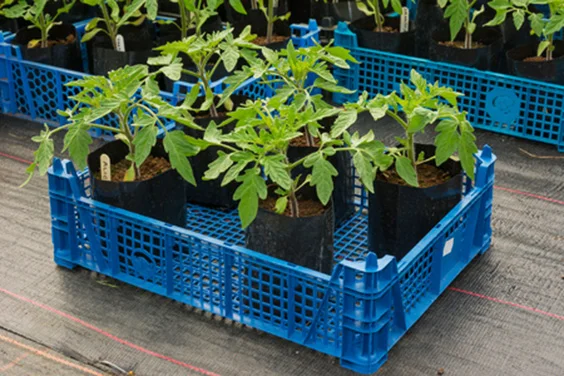 Where-to-Plant-your-Tomatoes.jpg