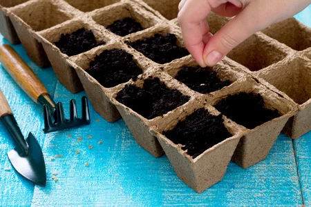 How-to-Plant-your-Tomatoes.jpg
