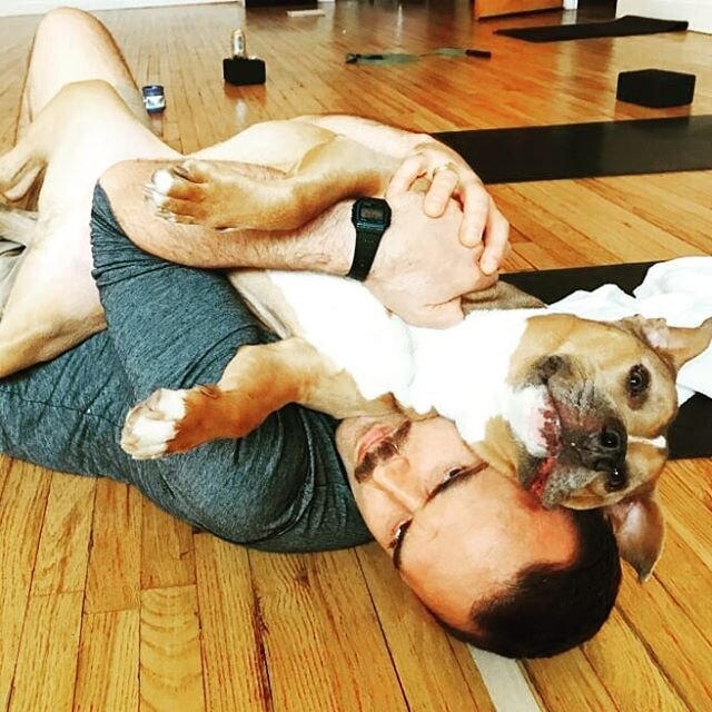 After Zoom class. Current mood. 
#pitlove #pitbull