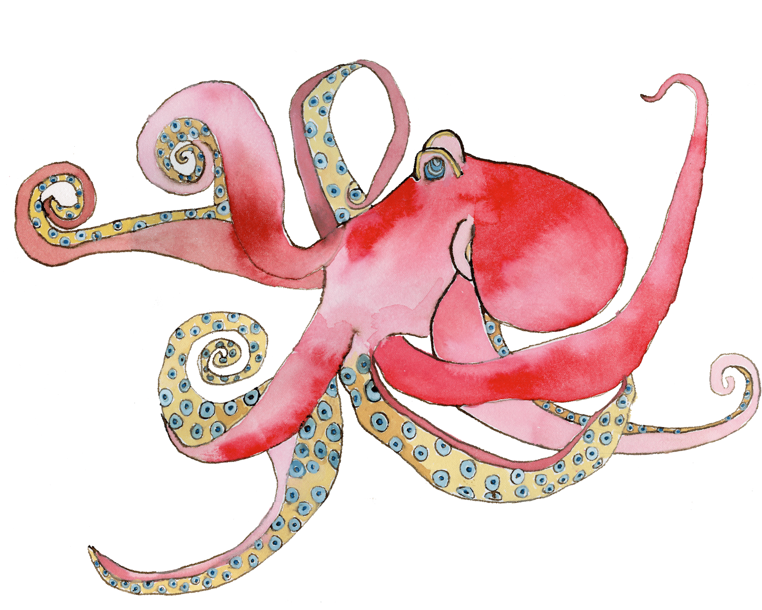 octopus-red-8x10