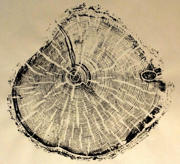 Old-Pine.Albion-Bason