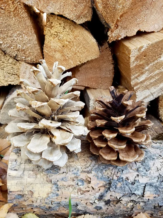 The Posh Pine