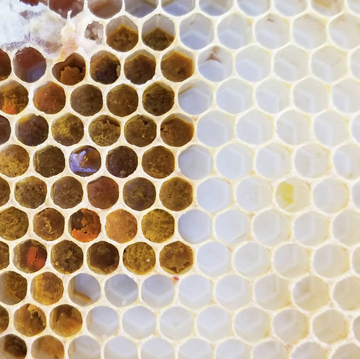 Susie Bee Good Honey