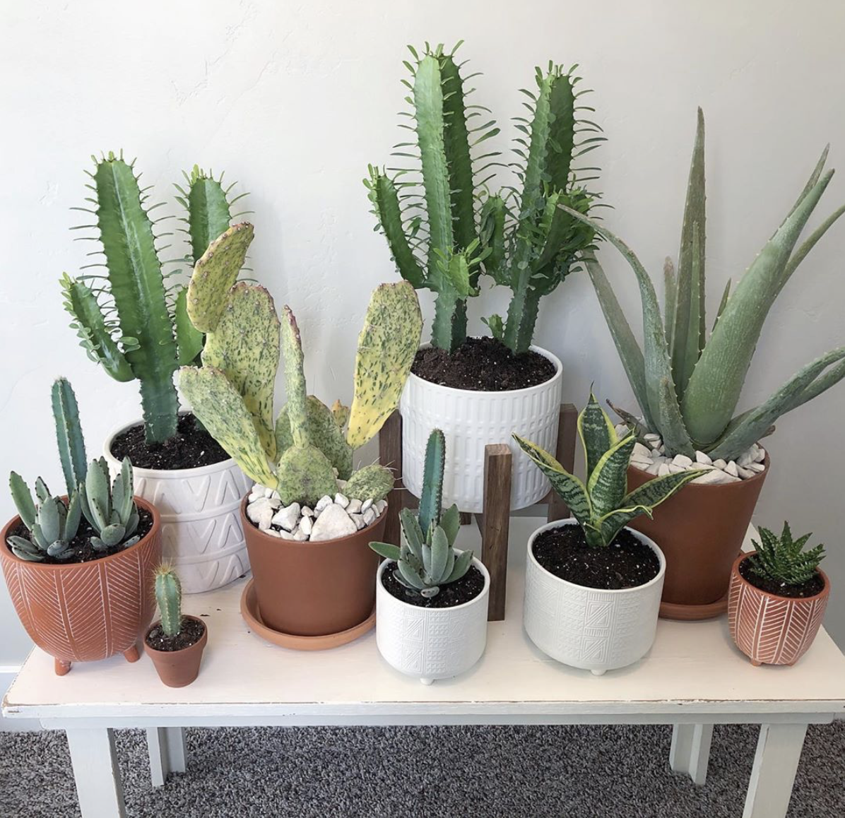 Potted Plant Co