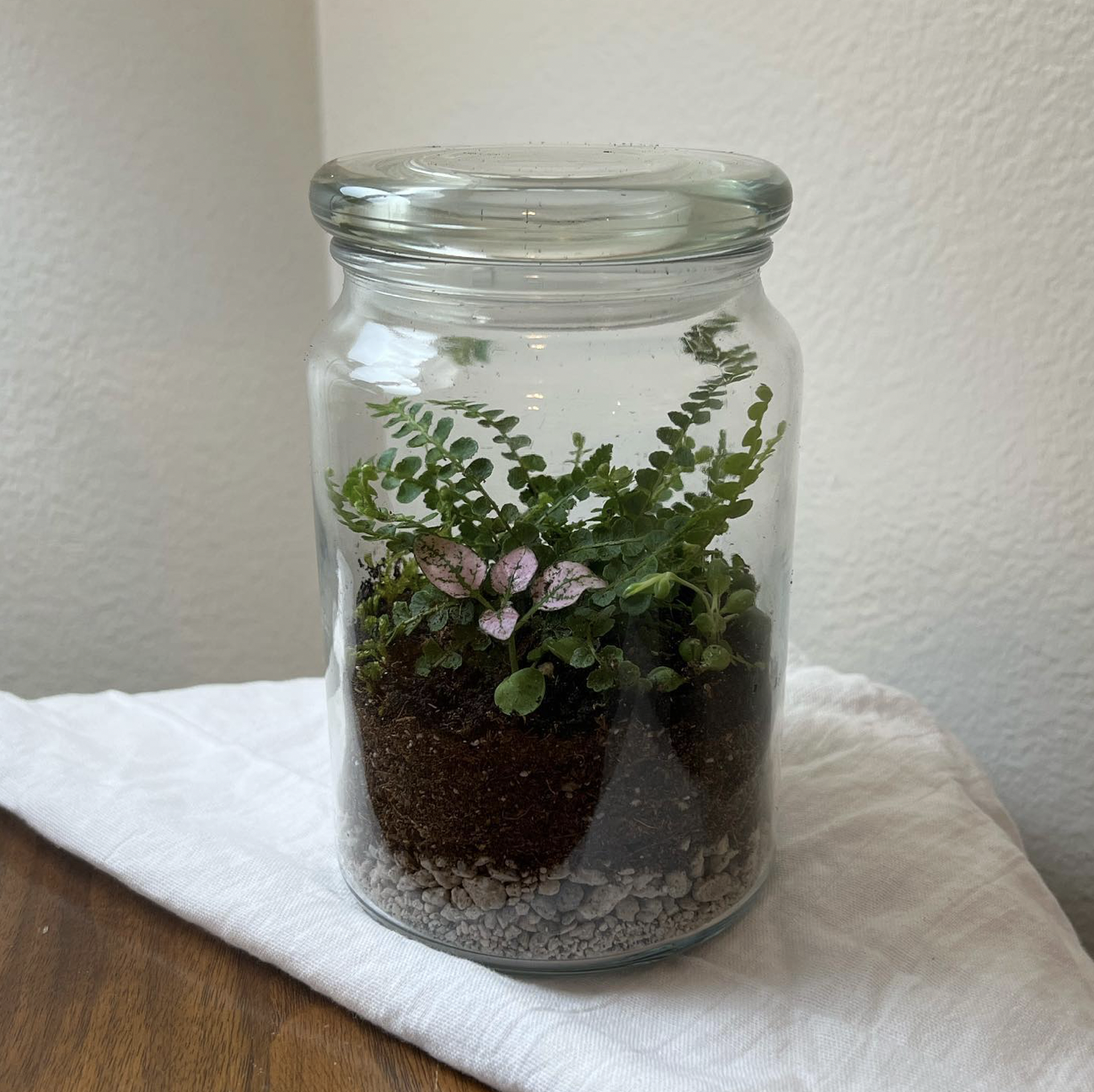 jungle house terrariums