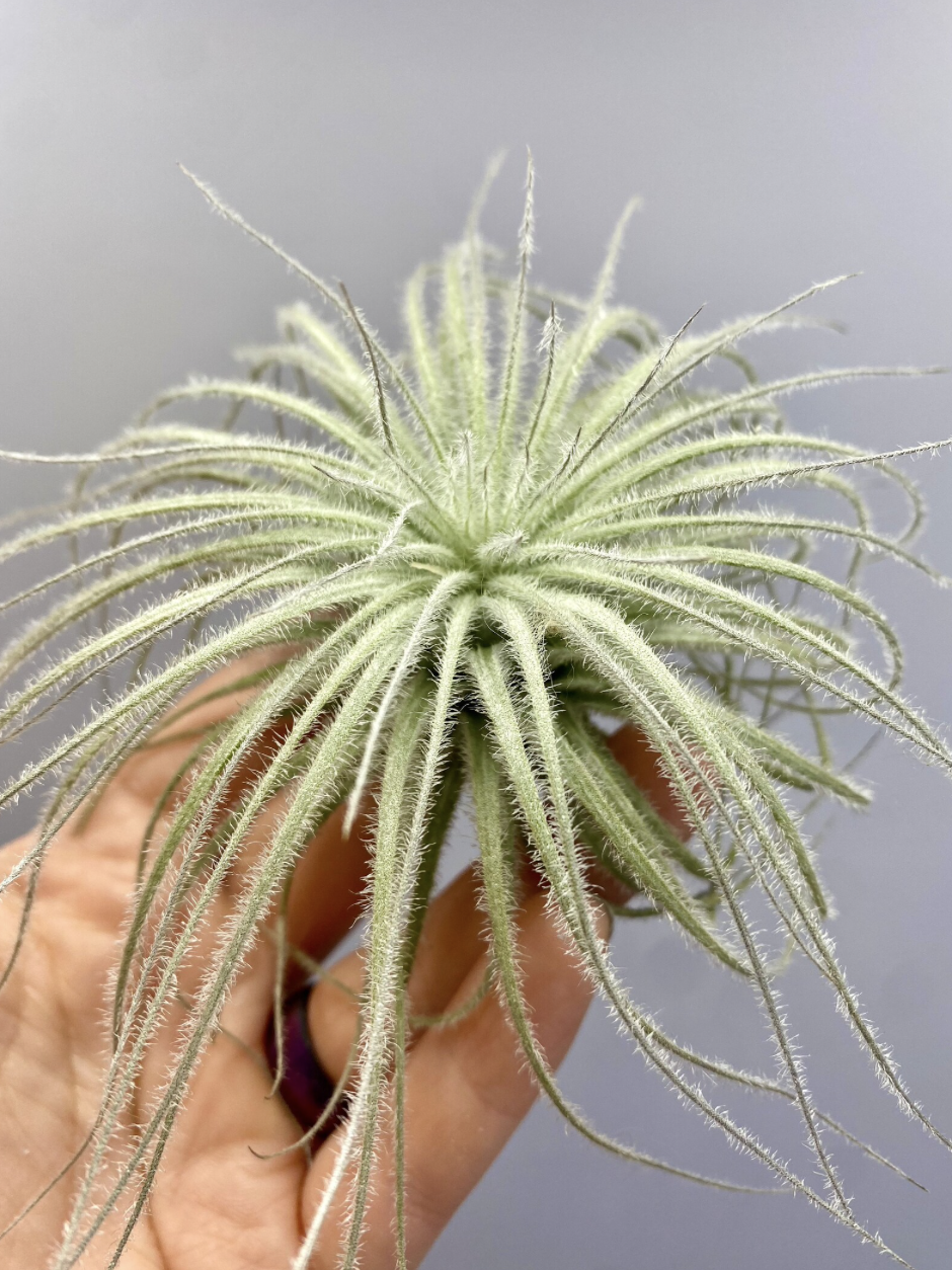 dirty cactus