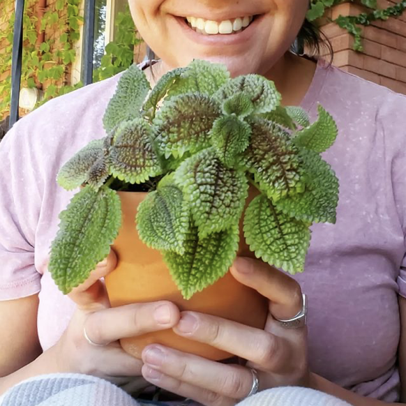 mamahoya plants