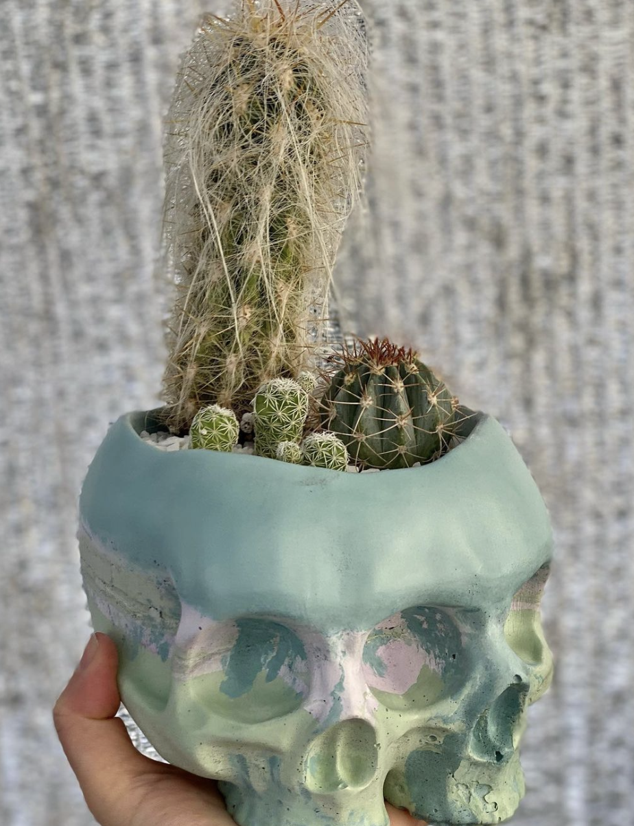 dirty cactus